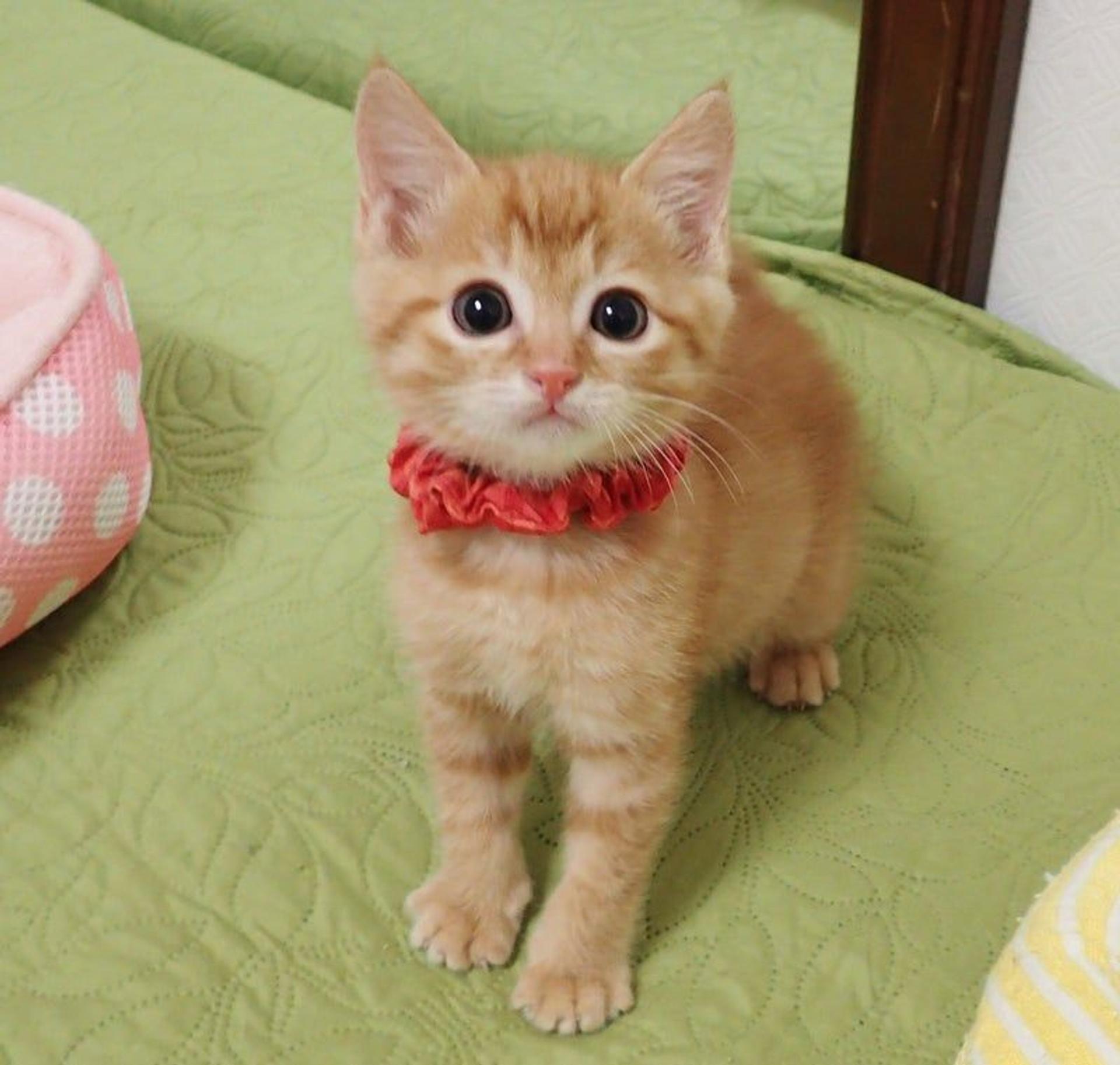 pet-image-3