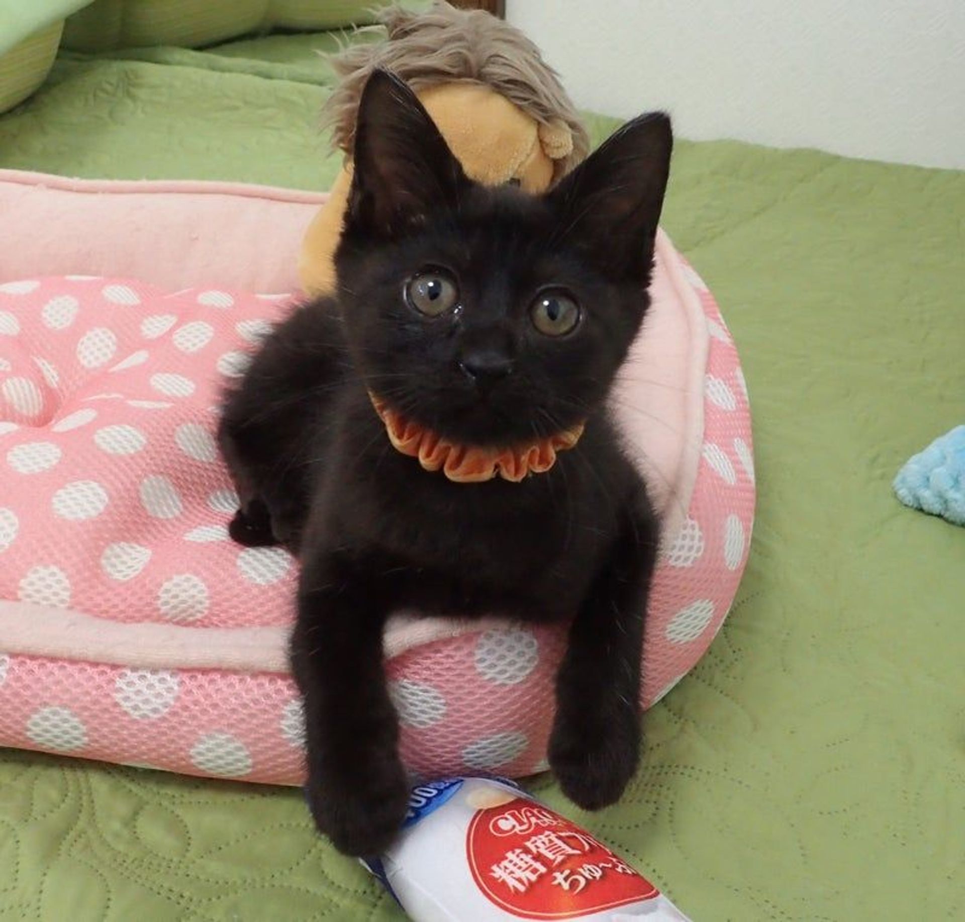 雑種（ミックス猫）・メスの里親募集の写真