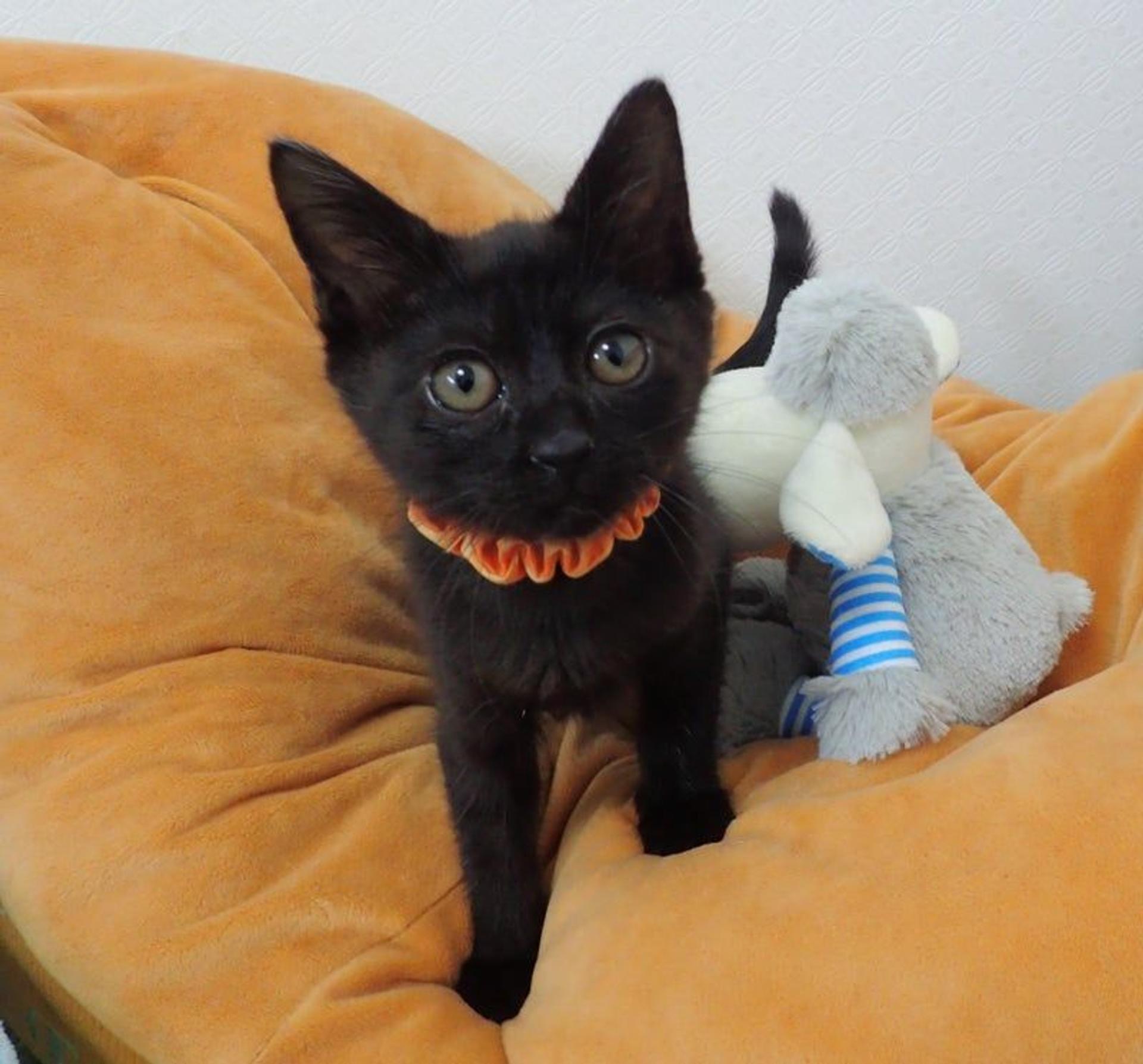 pet-image-3