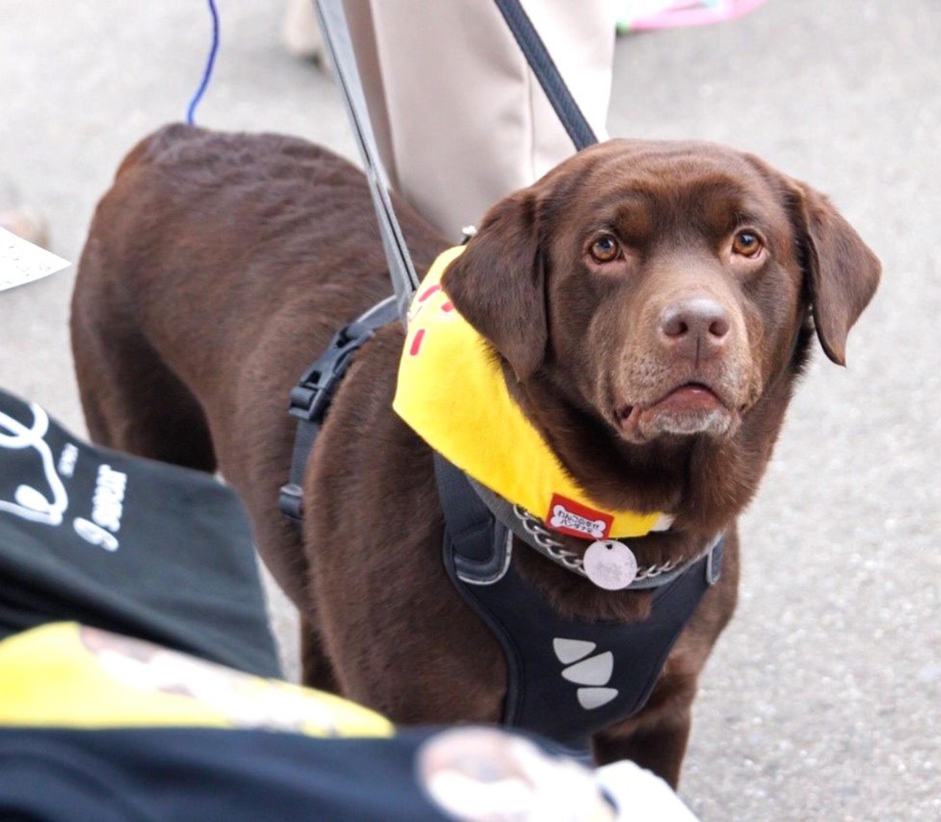 pet-image-5