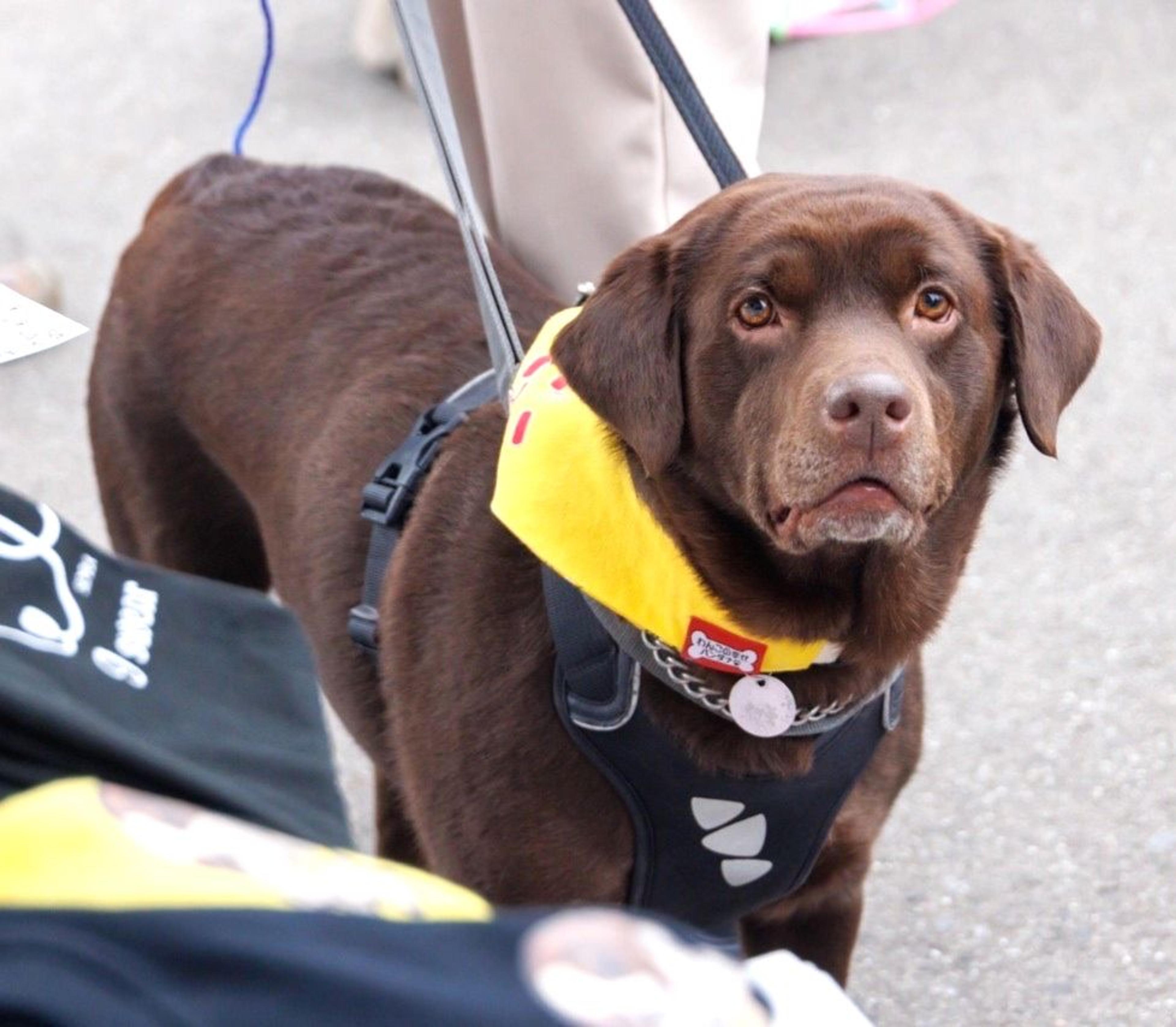 pet-image-5