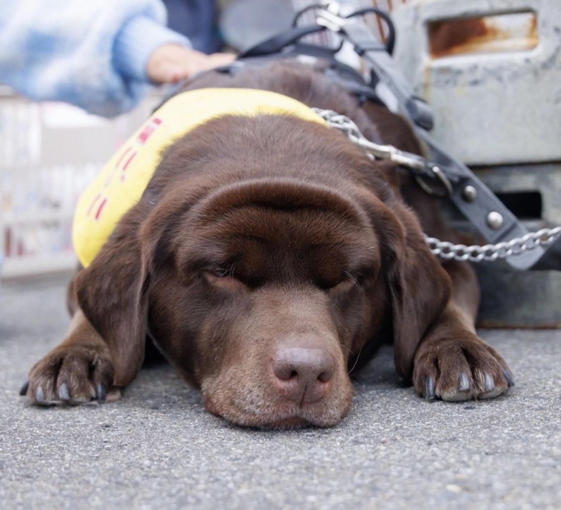 pet-image-7