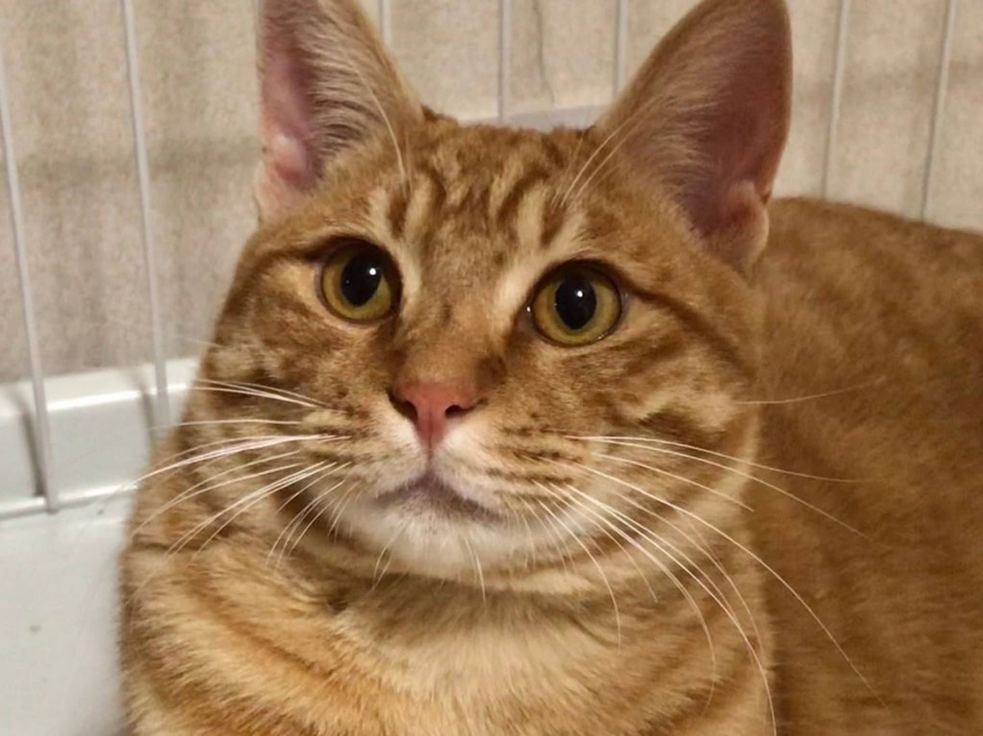 雑種（ミックス猫）・オスの里親募集の写真