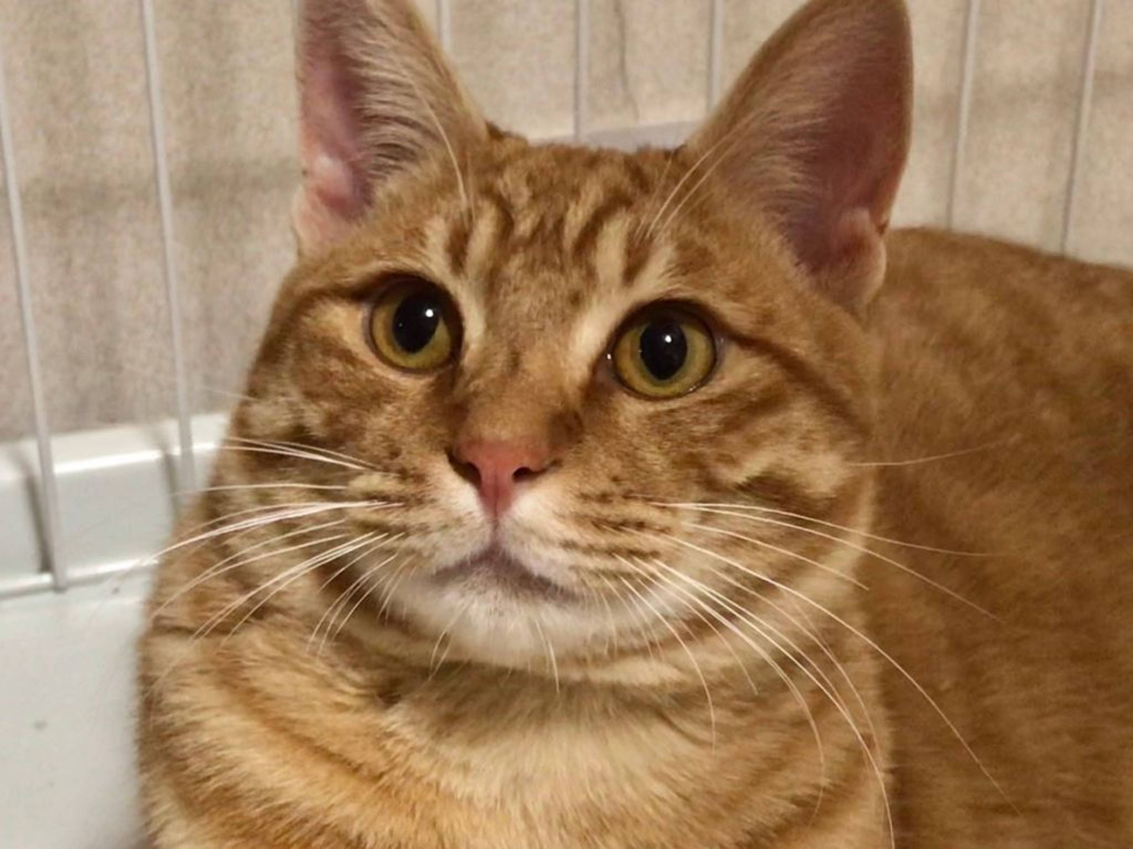 雑種（ミックス猫）・オスの里親募集の写真