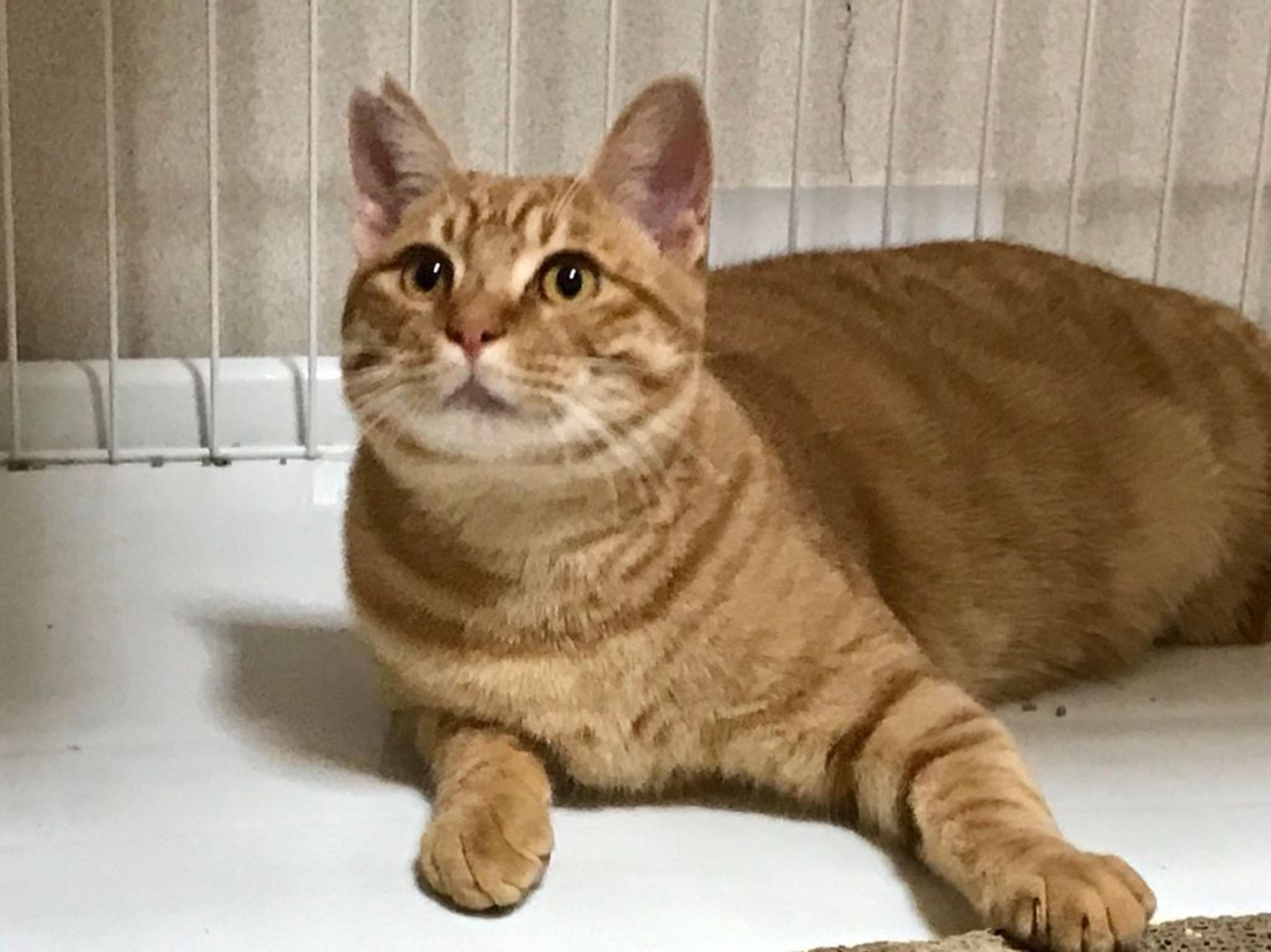 pet-image-2