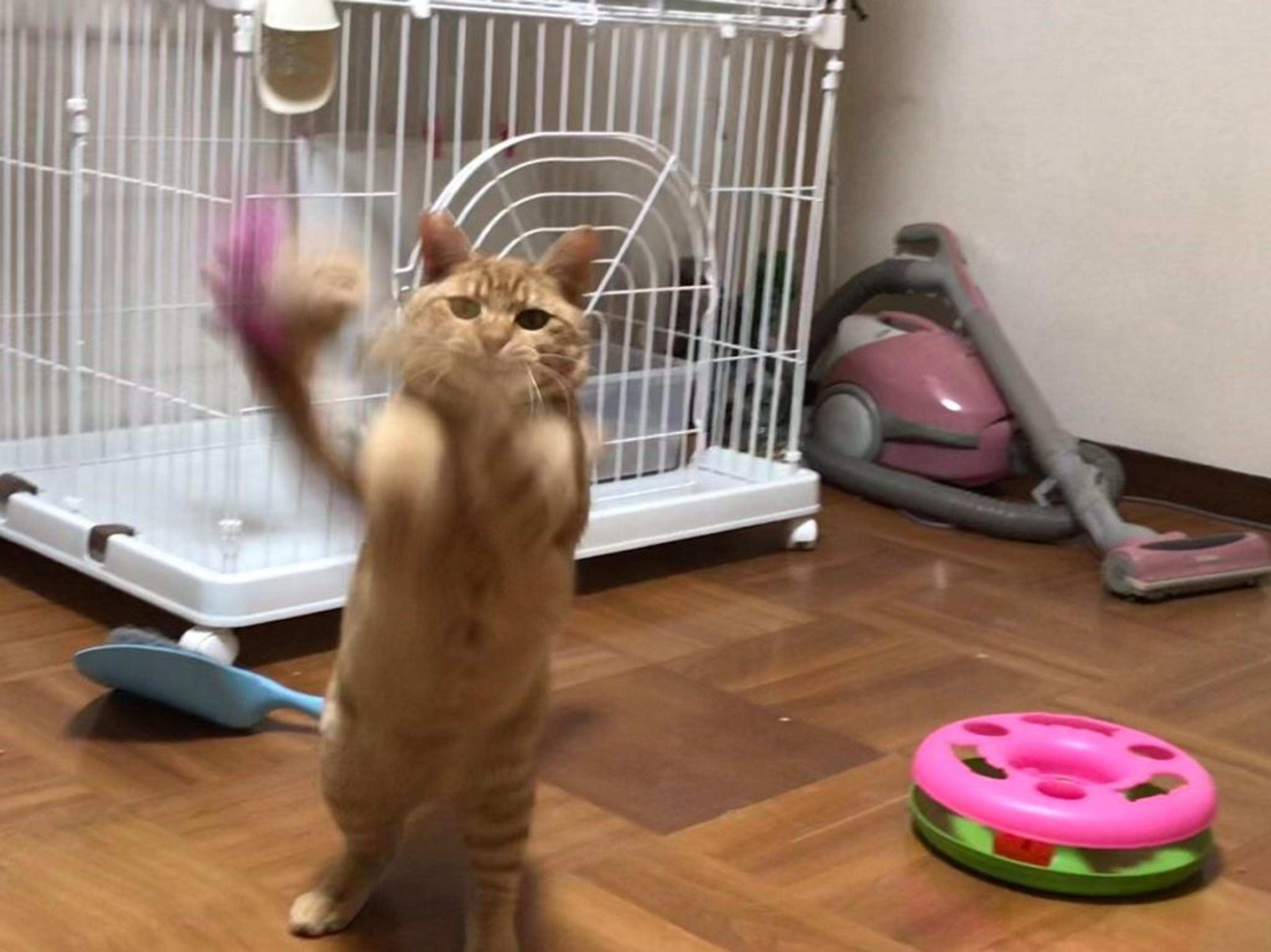 pet-image-3