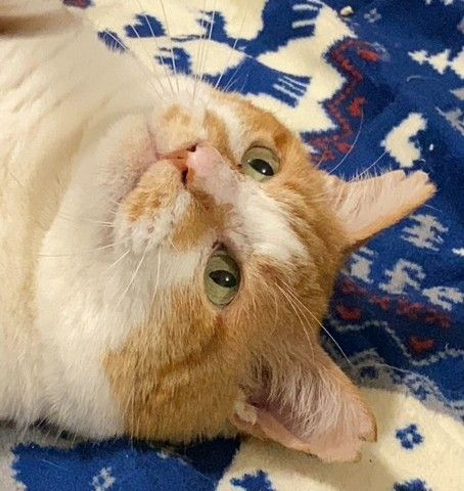 雑種（ミックス猫）・オスの里親募集の写真