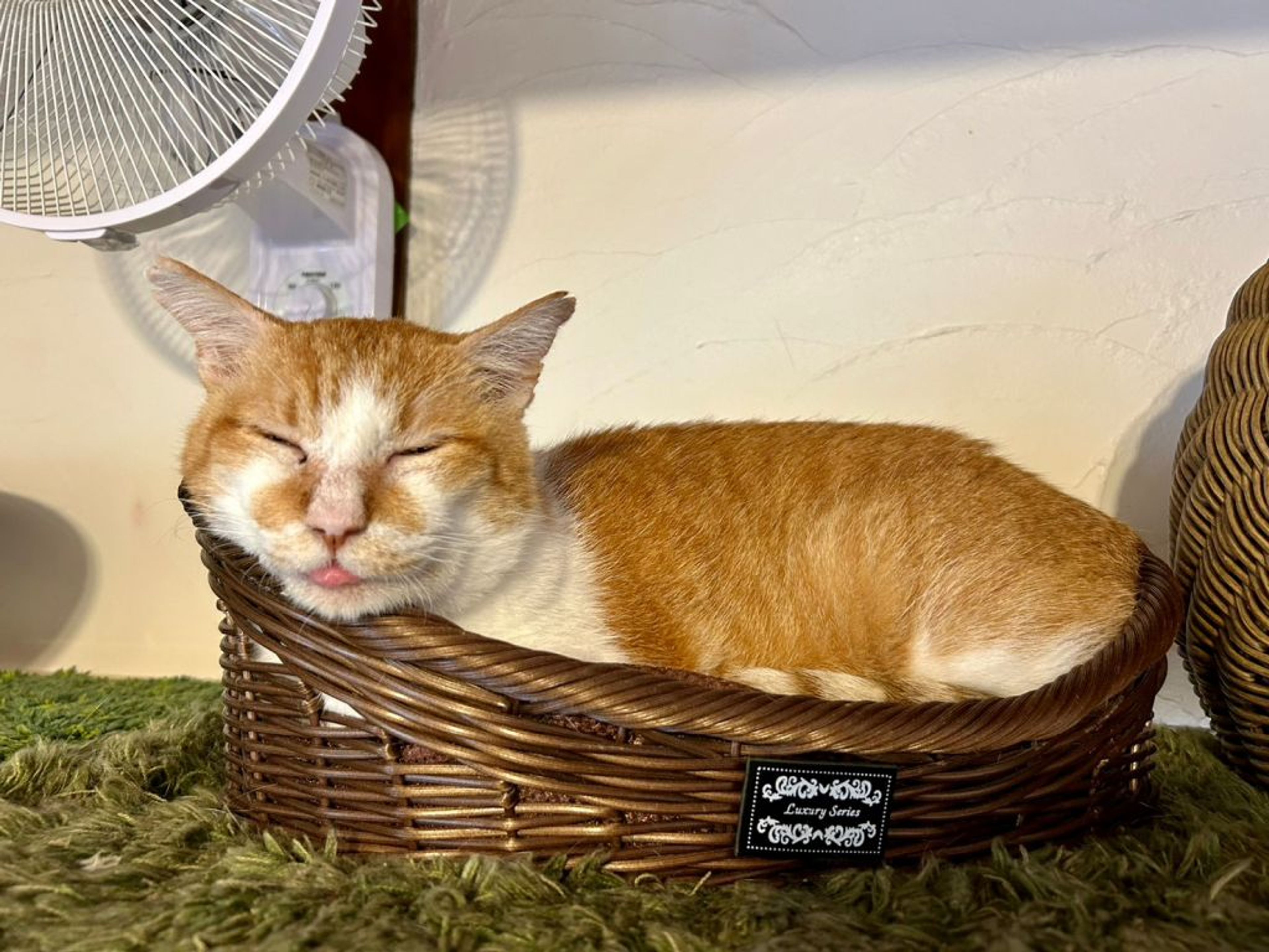 pet-image-5