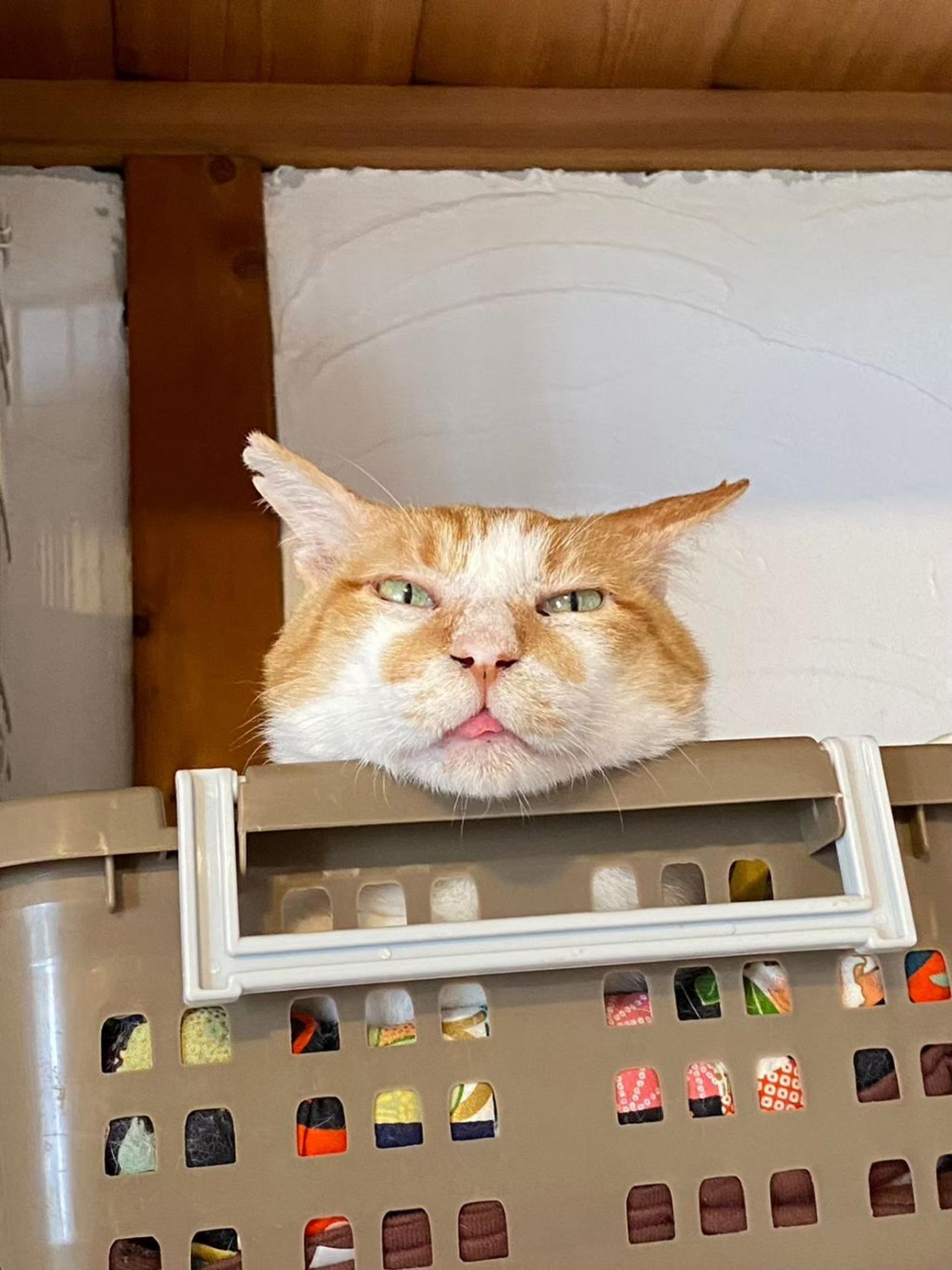 pet-image-9