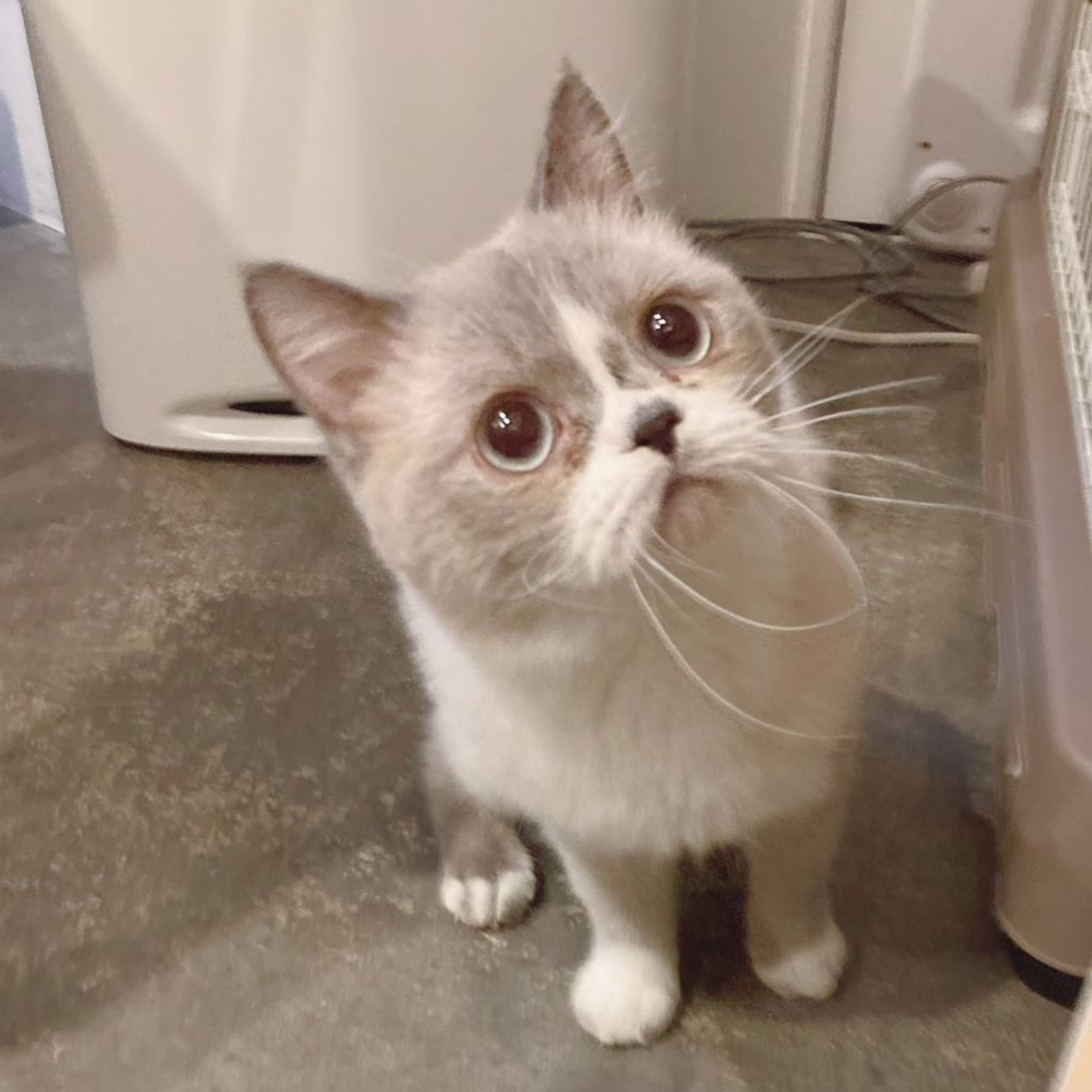 ナポレオン・オスの里親募集の写真