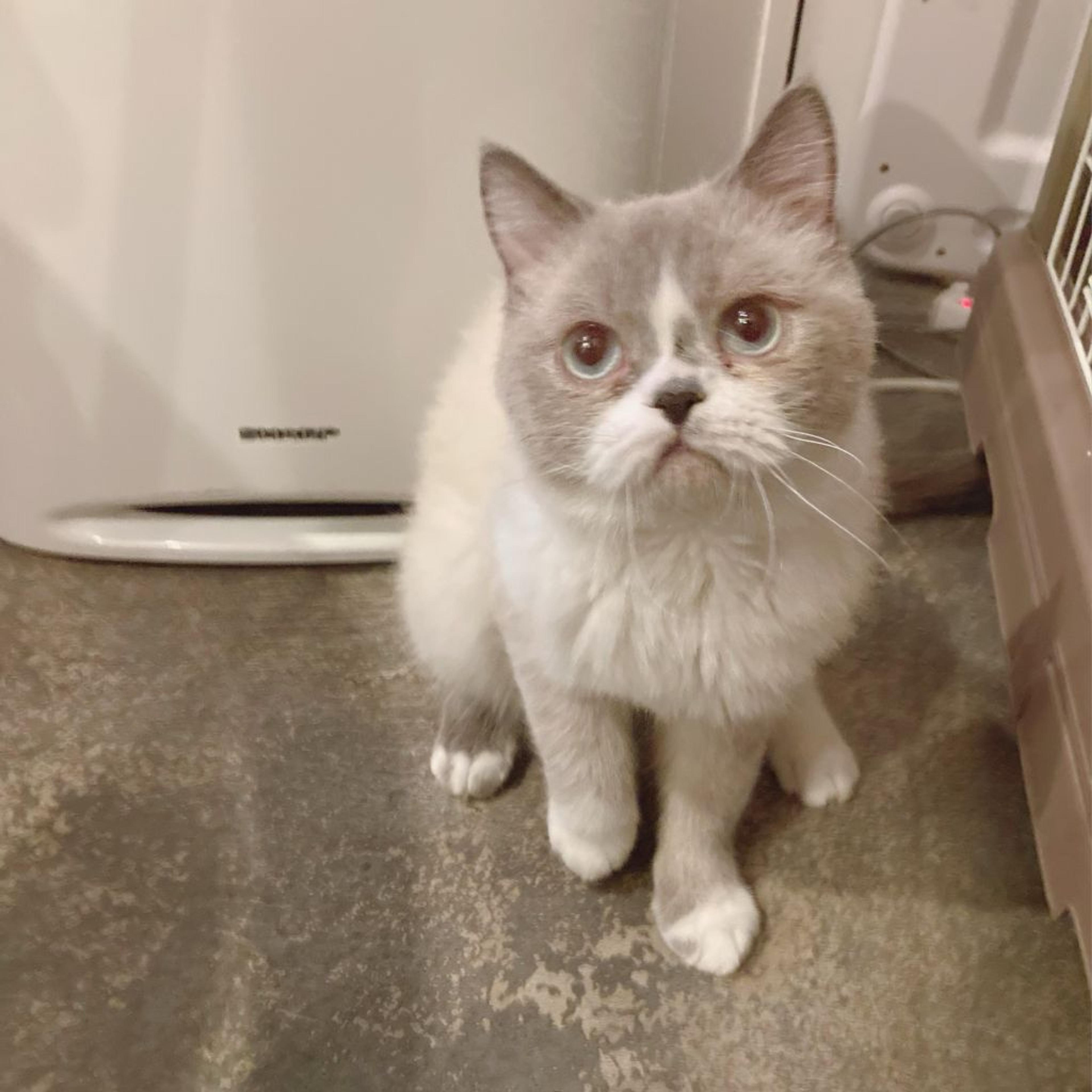 pet-image-2