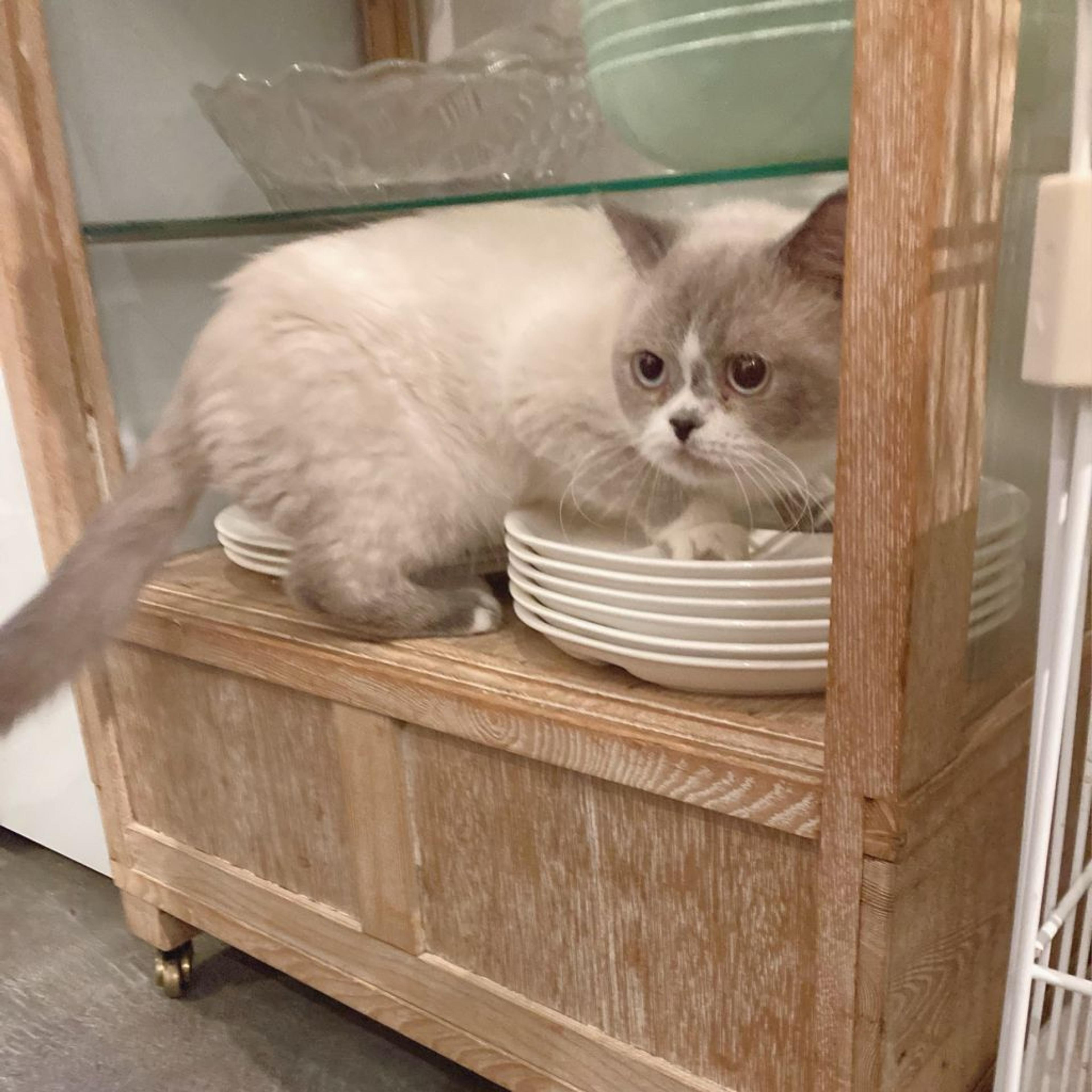 pet-image-3