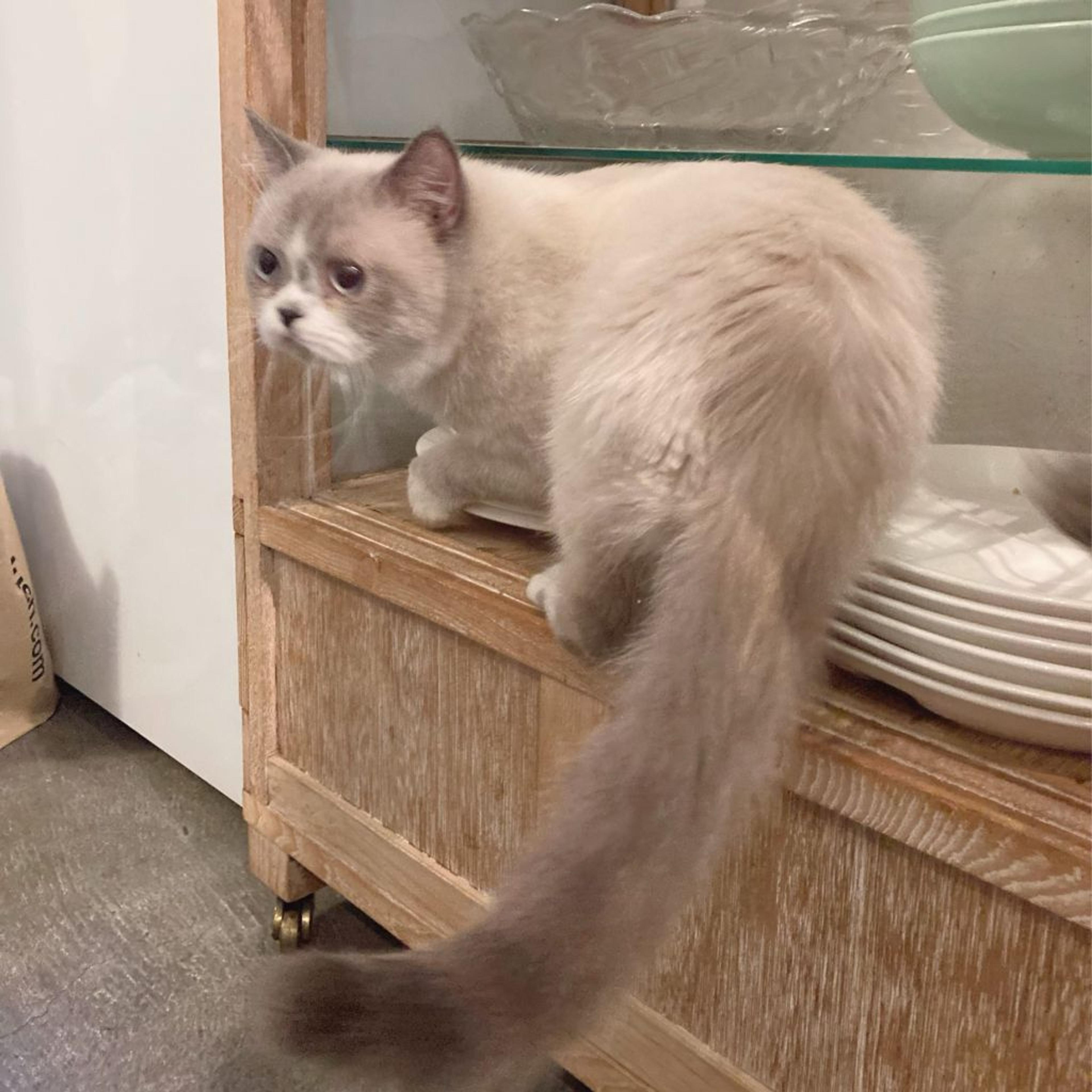 pet-image-4