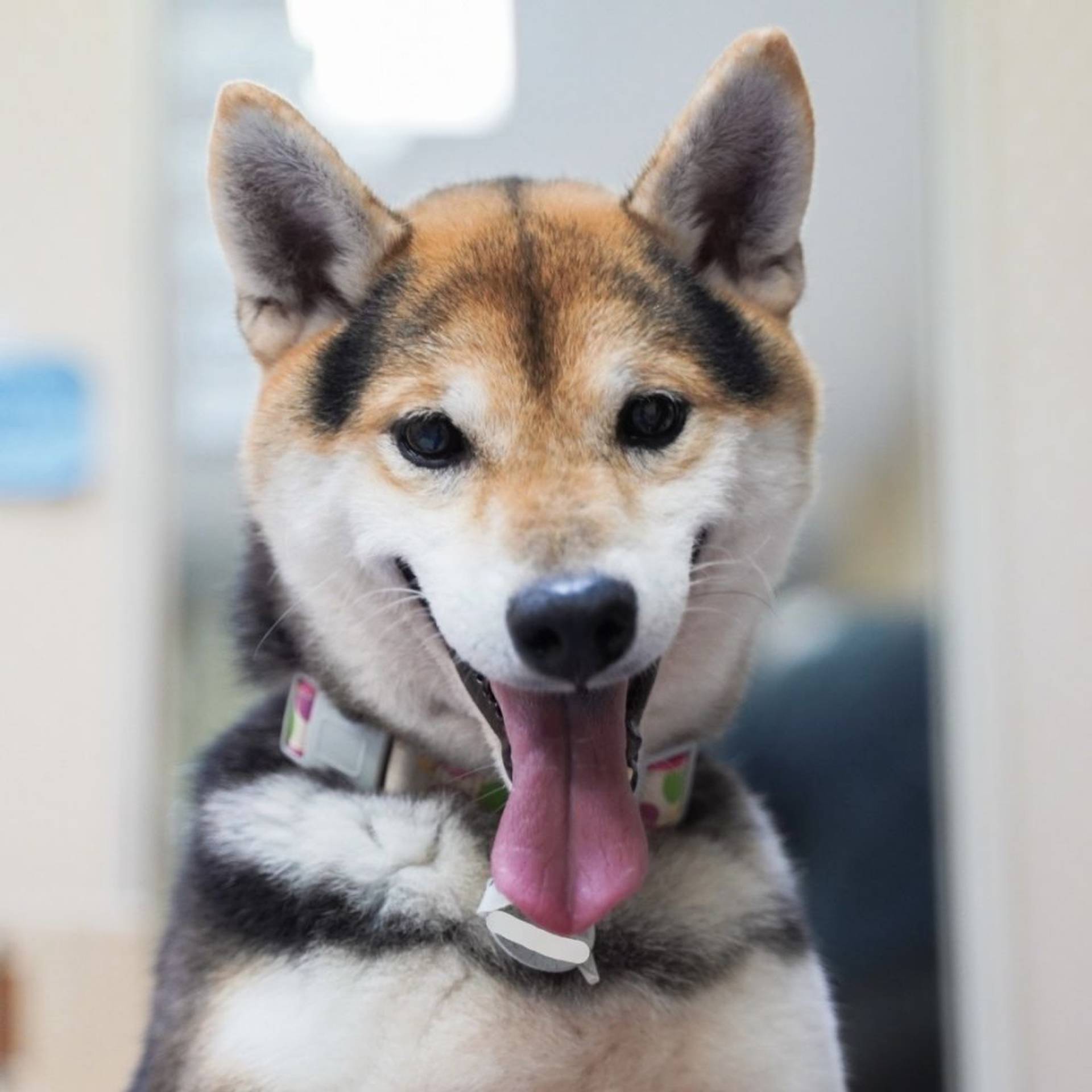 柴犬・オスの里親募集の写真