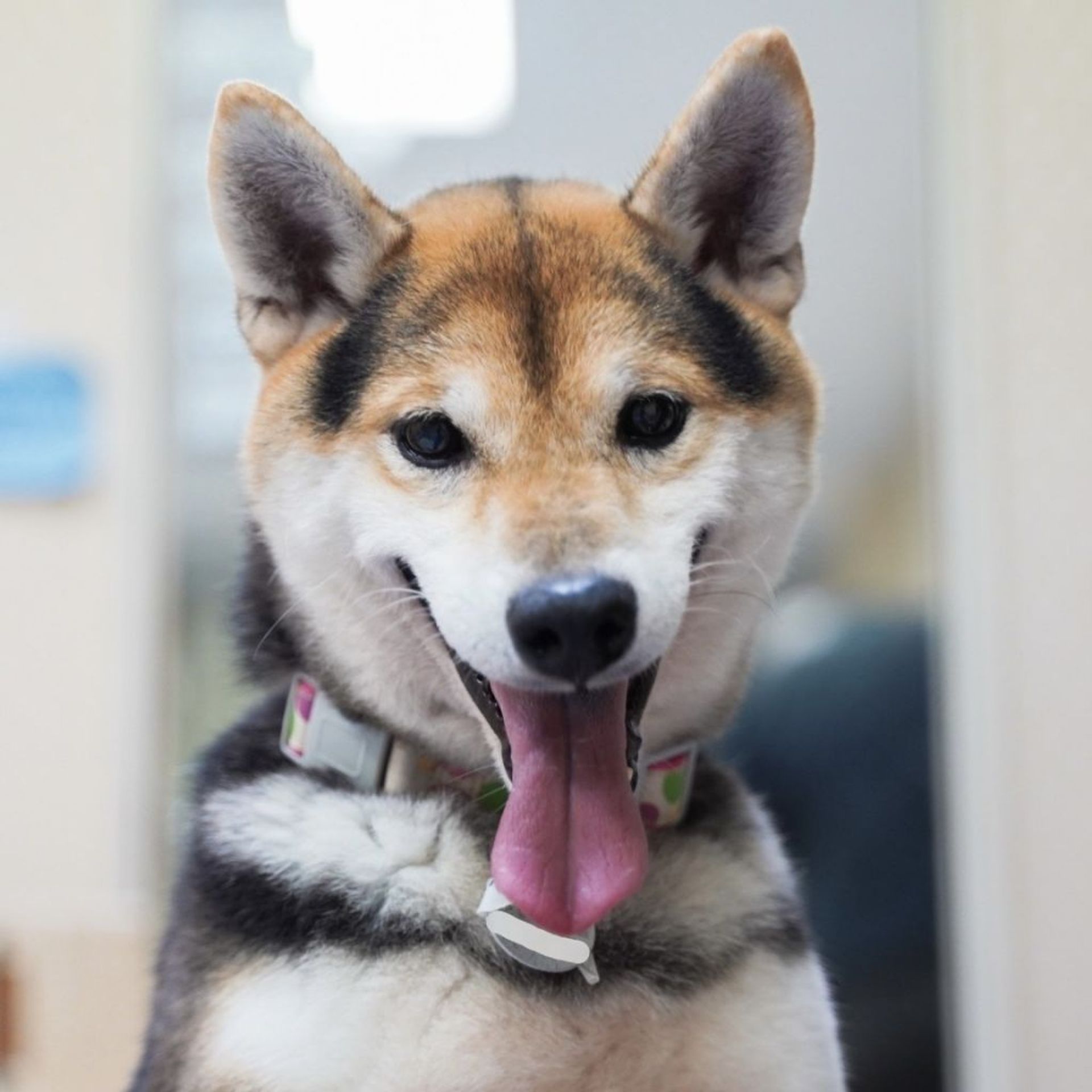 柴犬・オスの里親募集の写真
