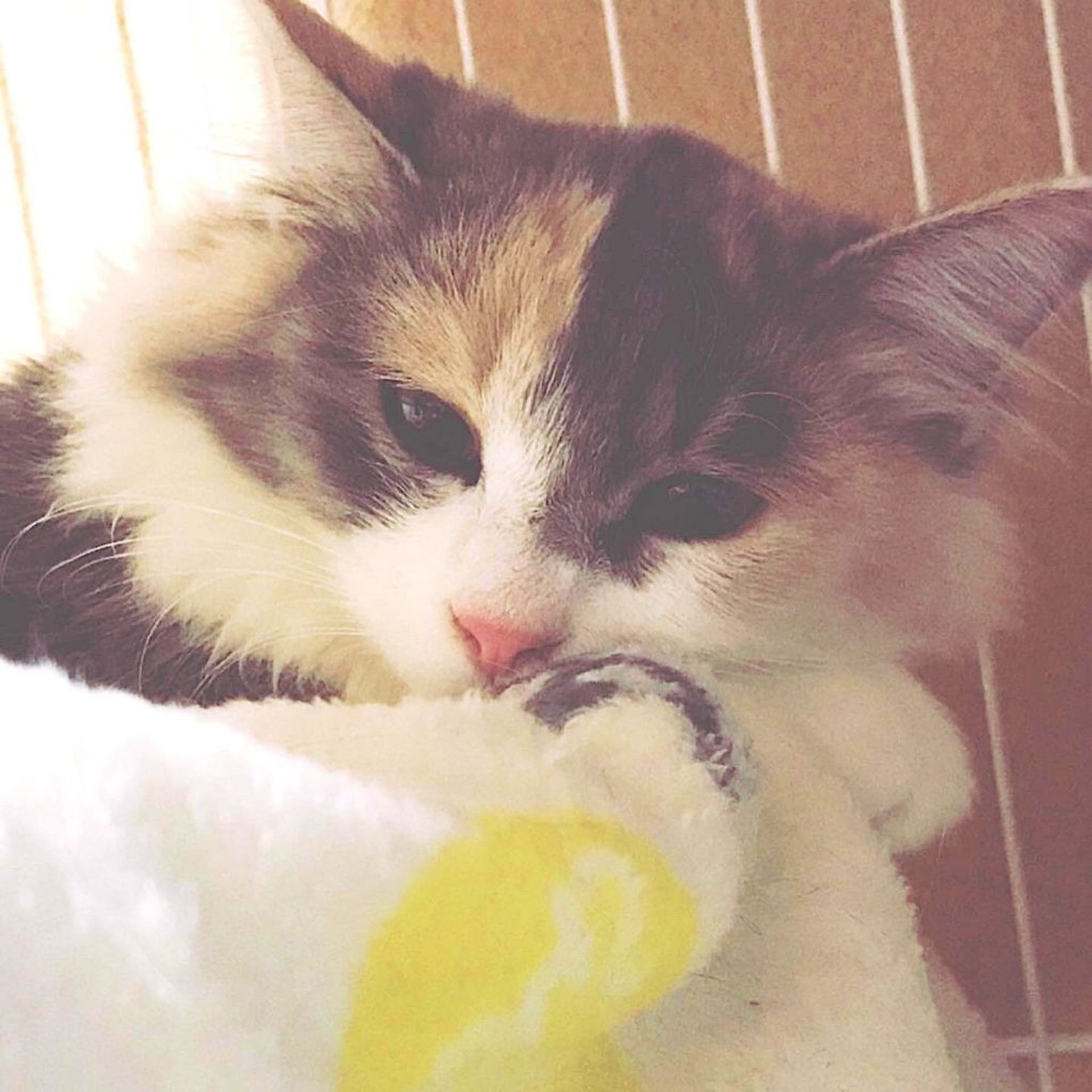 雑種（ミックス猫）・メスの里親募集の写真