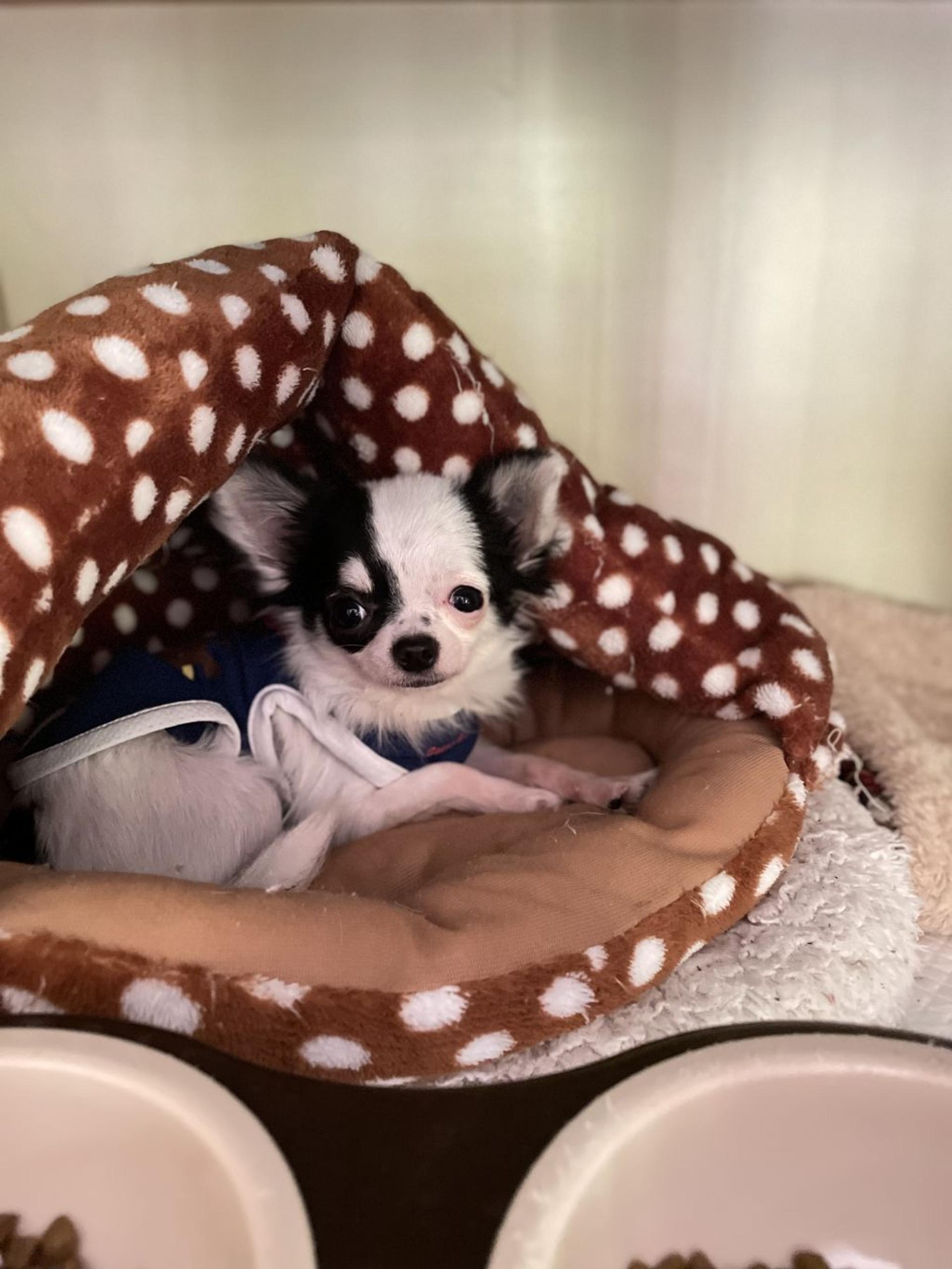 pet-image-2