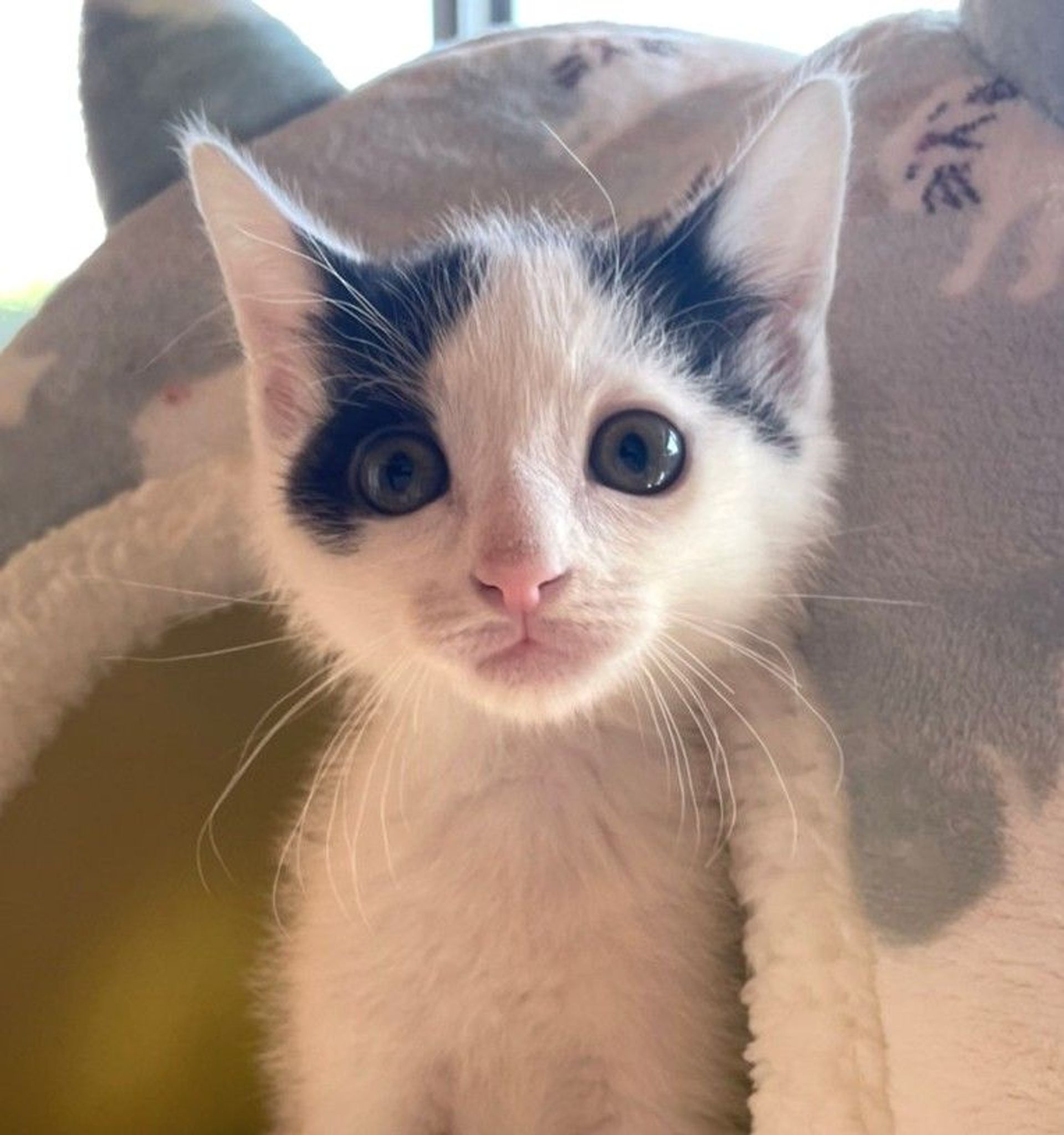 雑種（ミックス猫）・オスの里親募集の写真