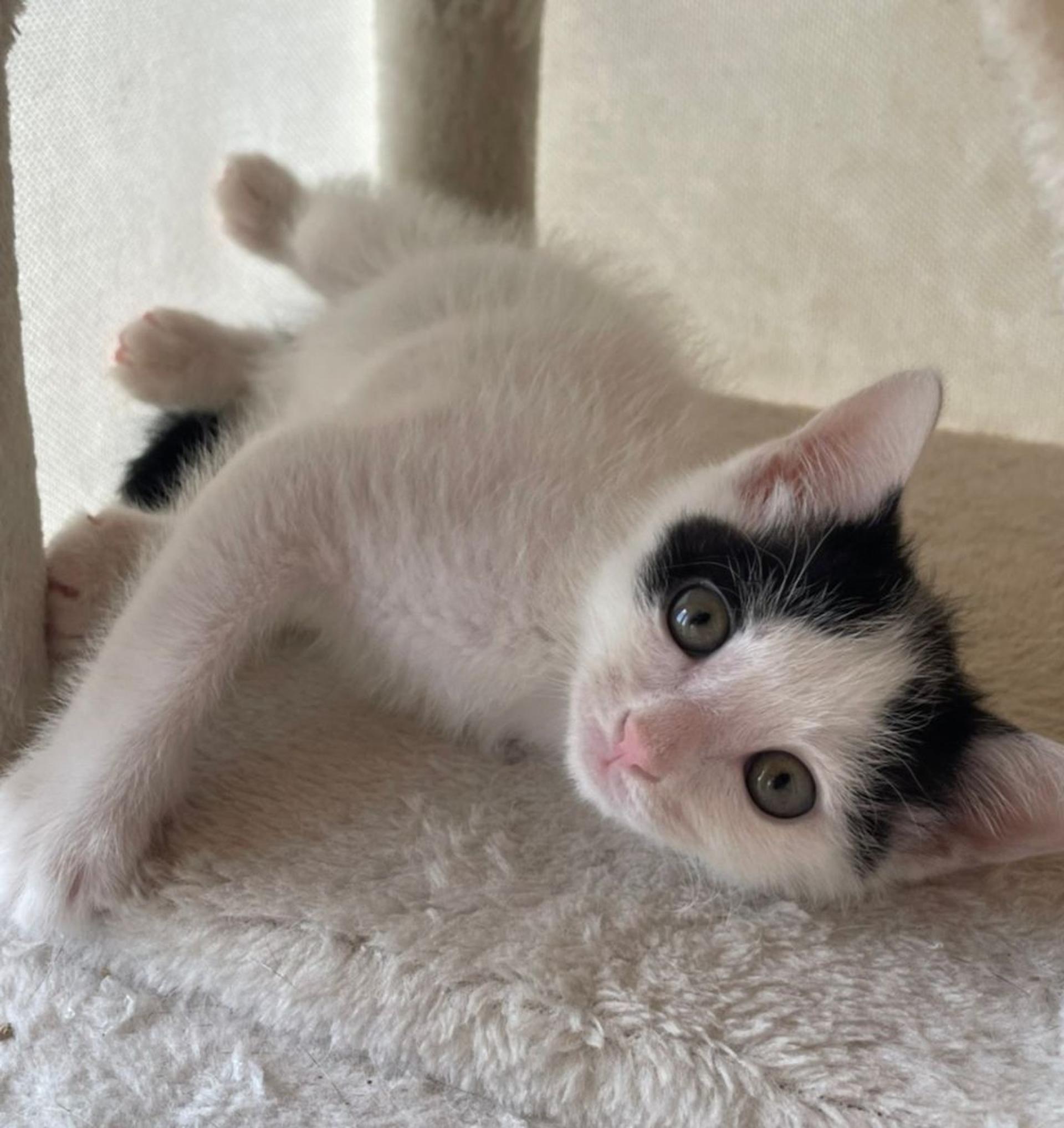 pet-image-2