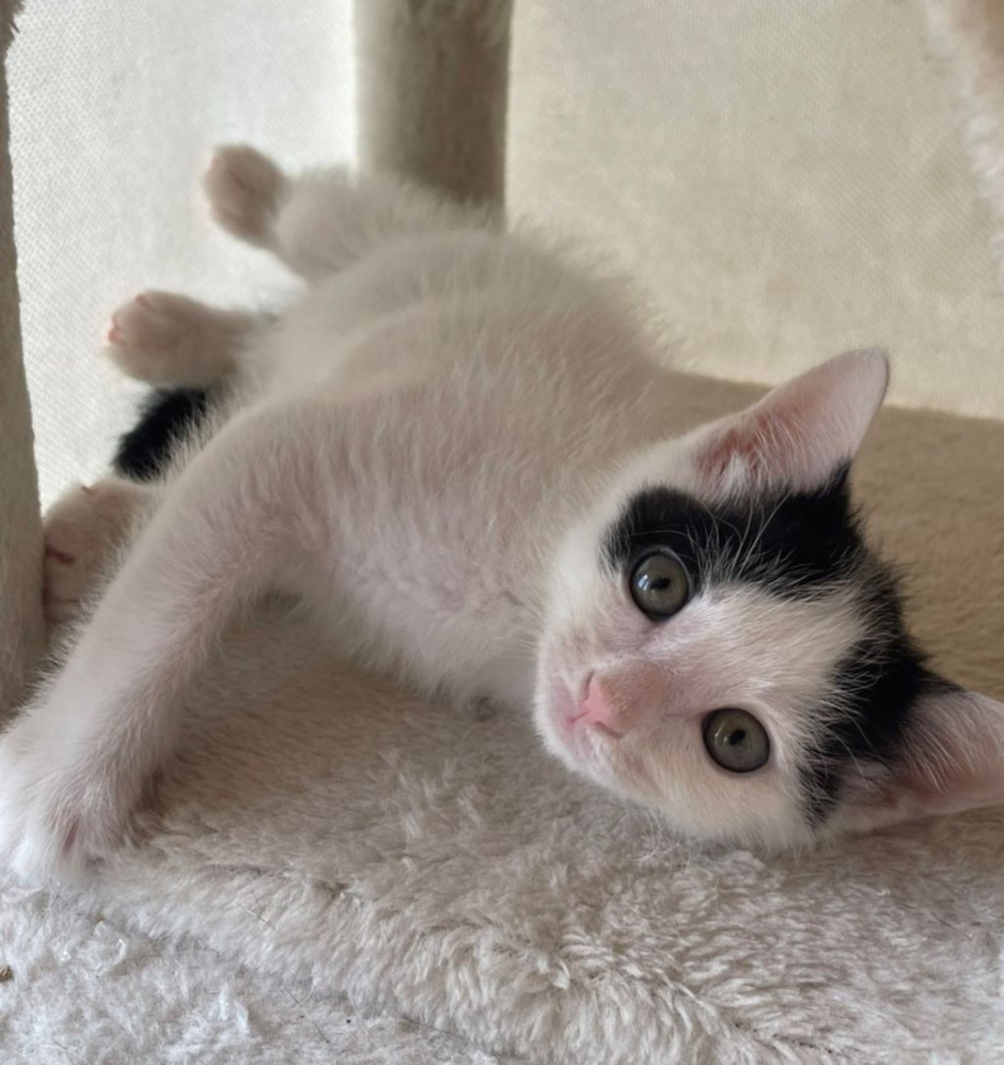 pet-image-2