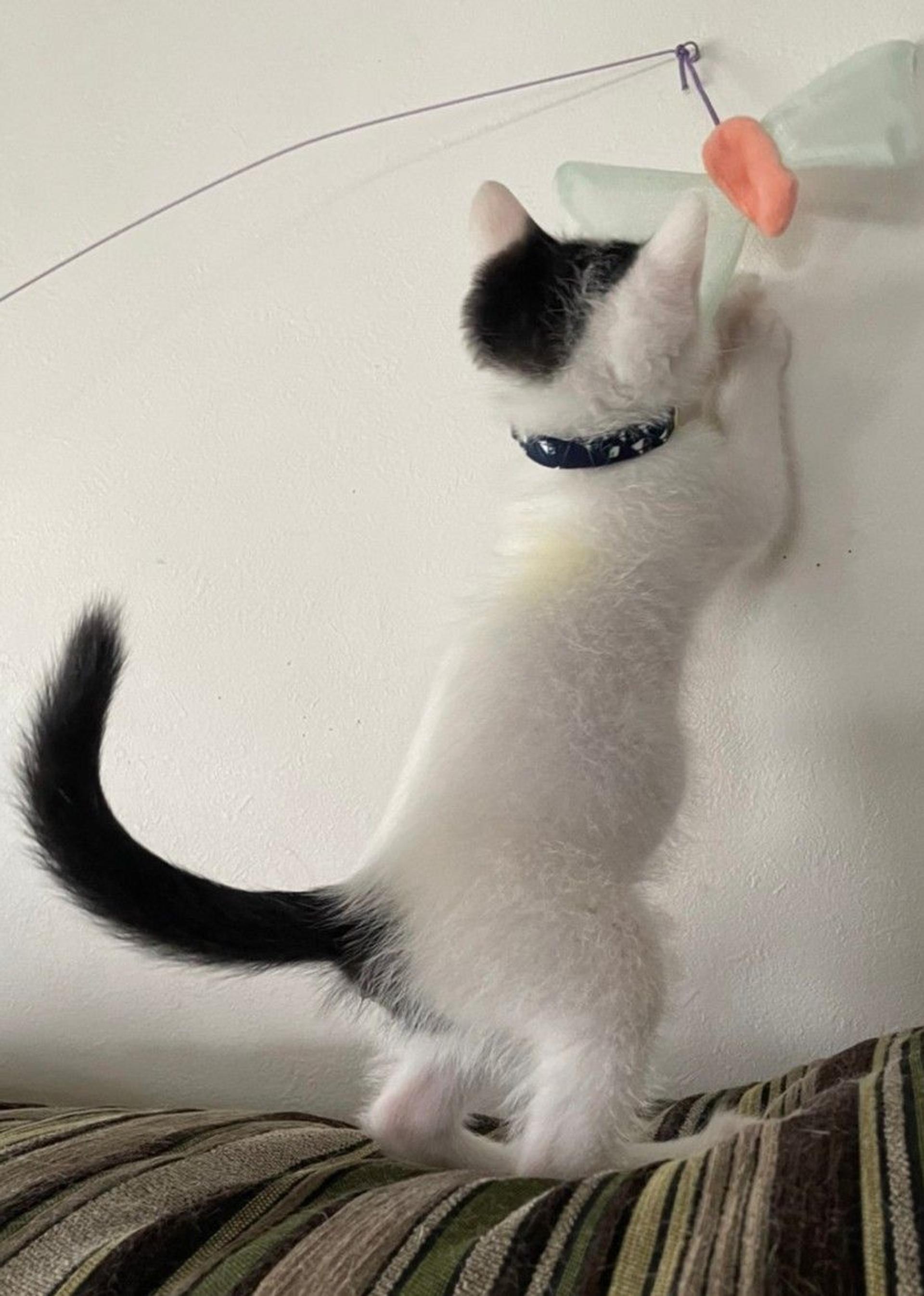 pet-image-3