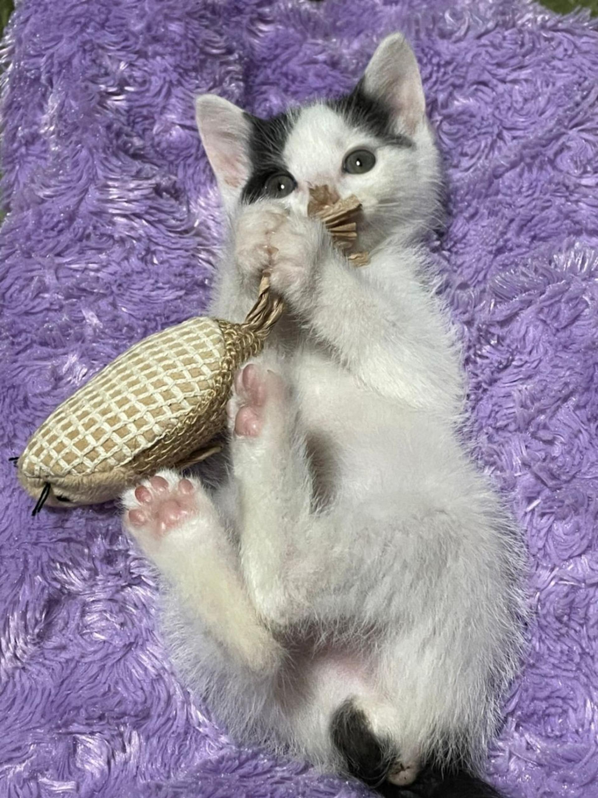 pet-image-4