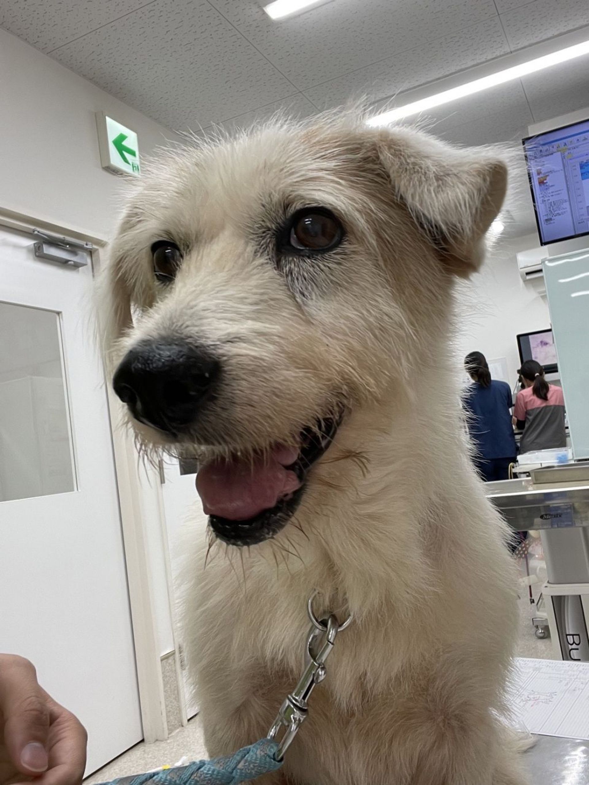 雑種（ミックス犬）・オスの里親募集の写真