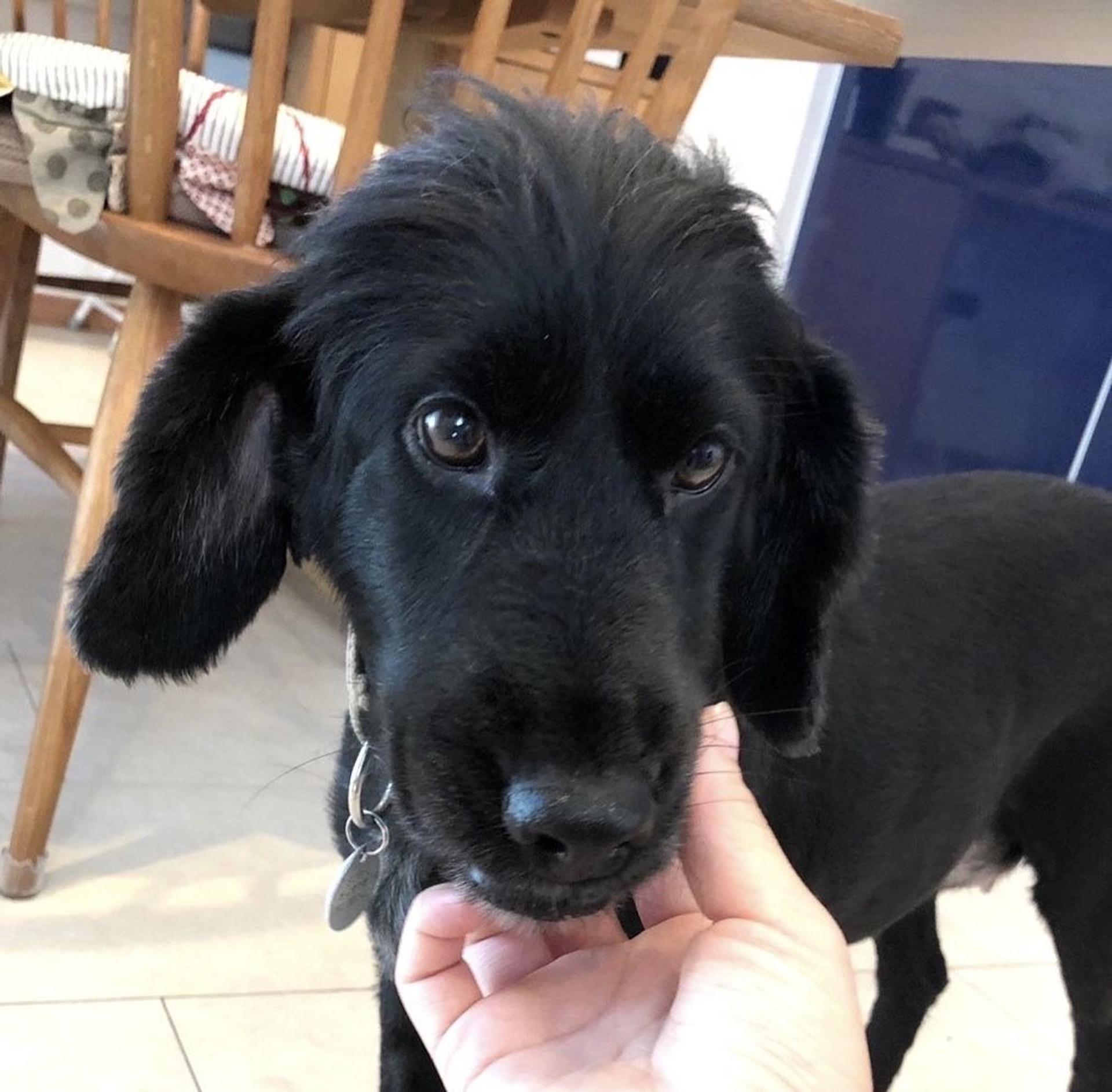 pet-image-2