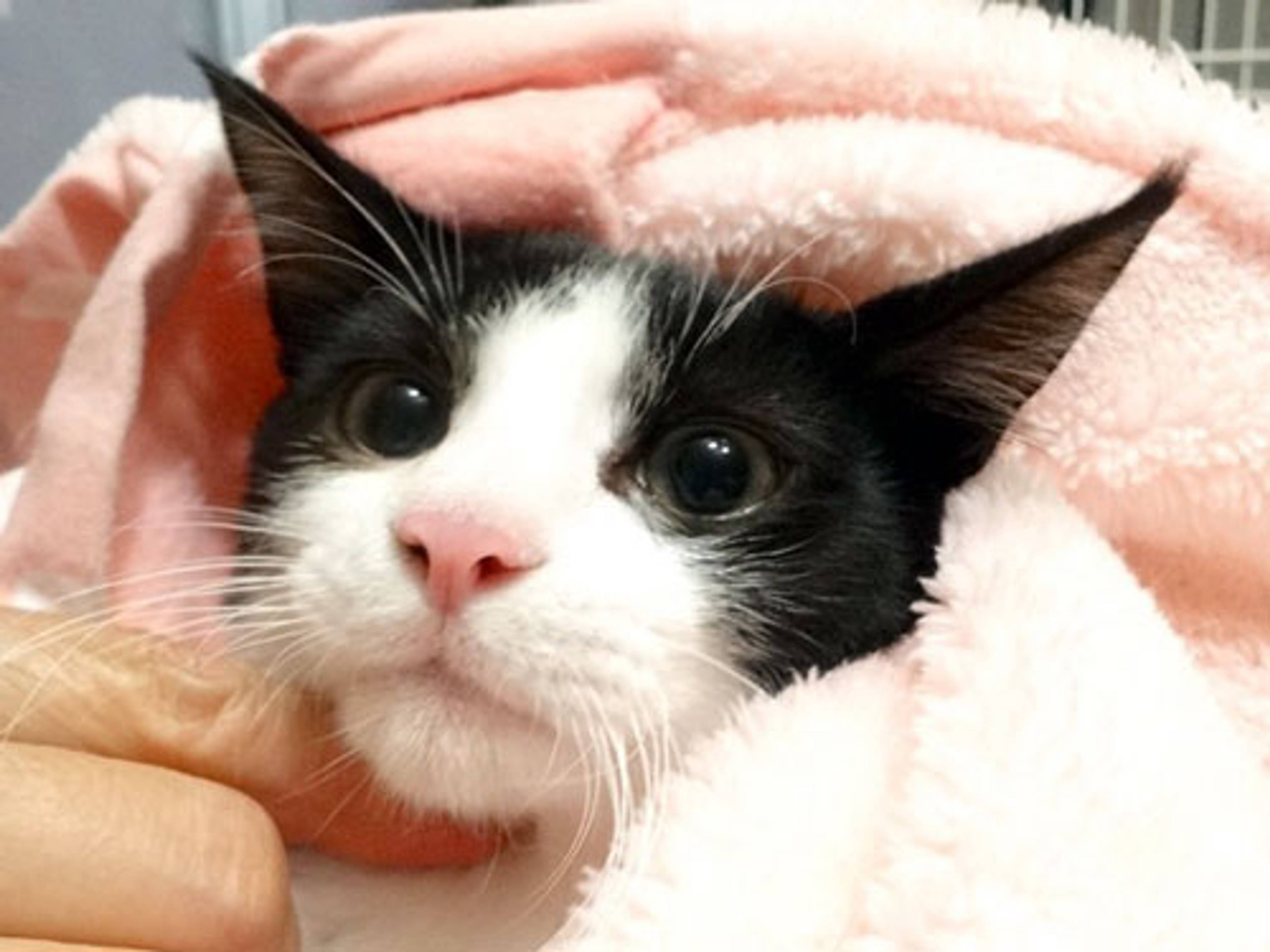 雑種（ミックス猫）・オスの里親募集の写真