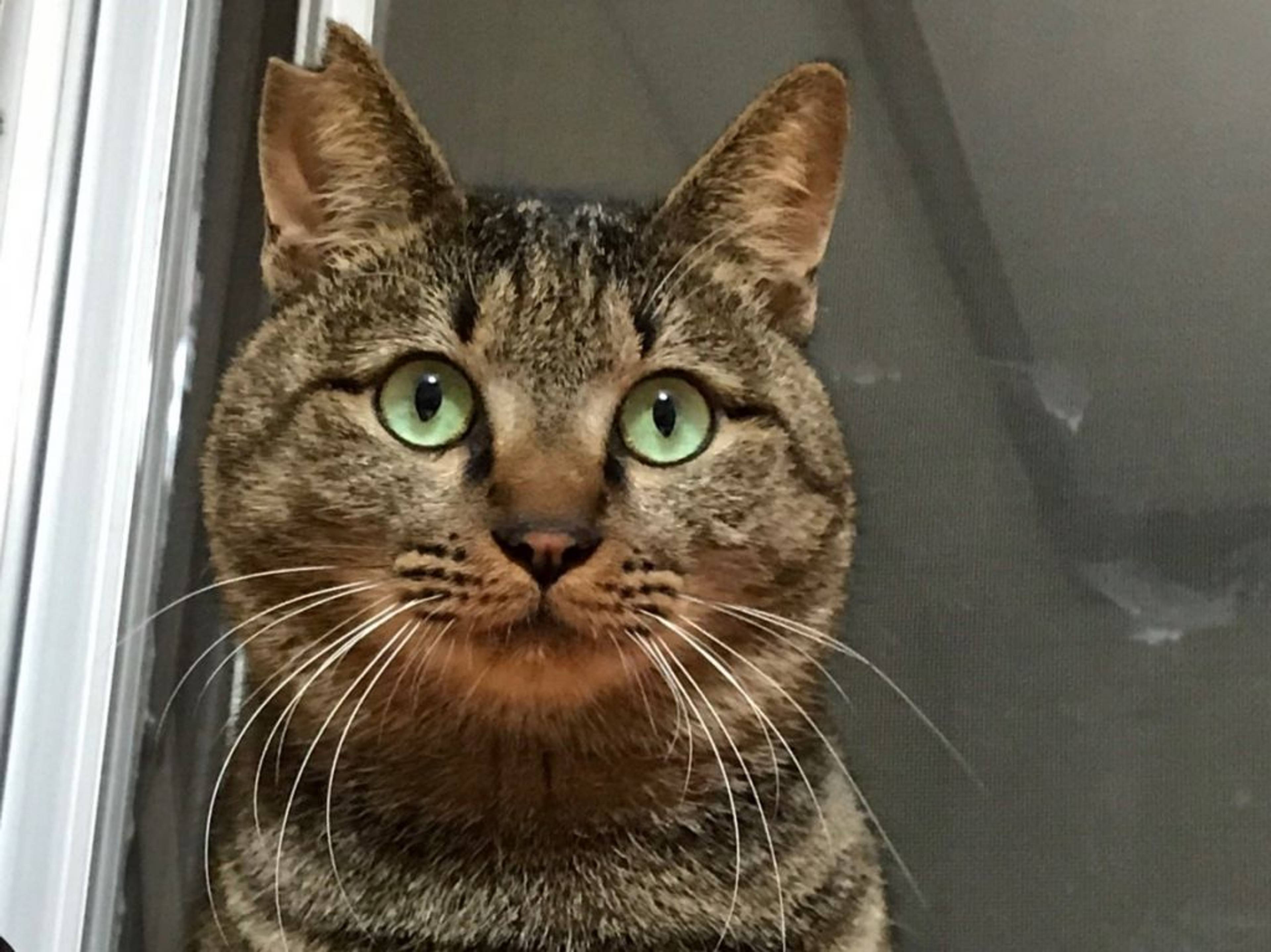 日本猫・オスの里親募集の写真