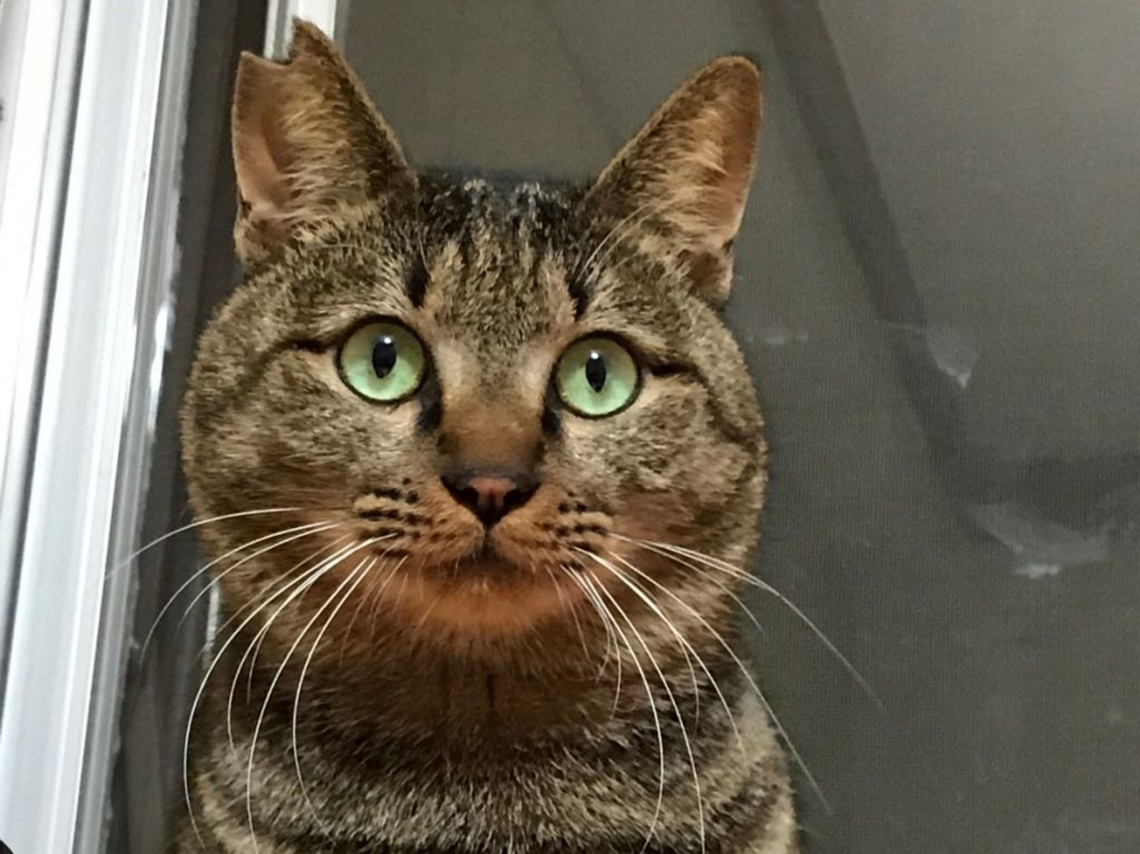 日本猫・オスの里親募集の写真