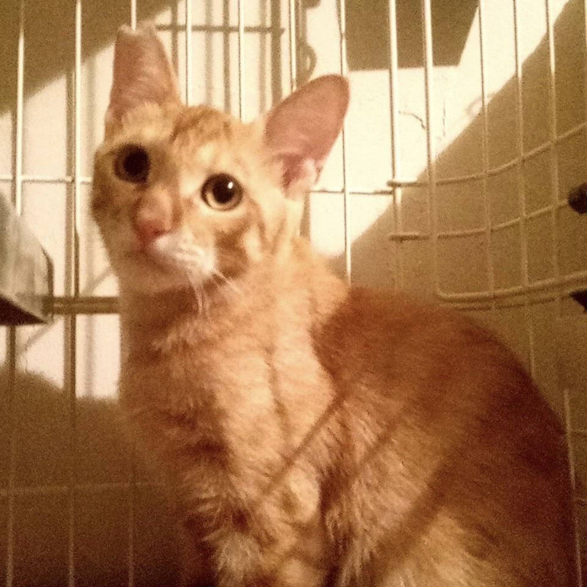 雑種（ミックス猫）・オスの里親募集の写真