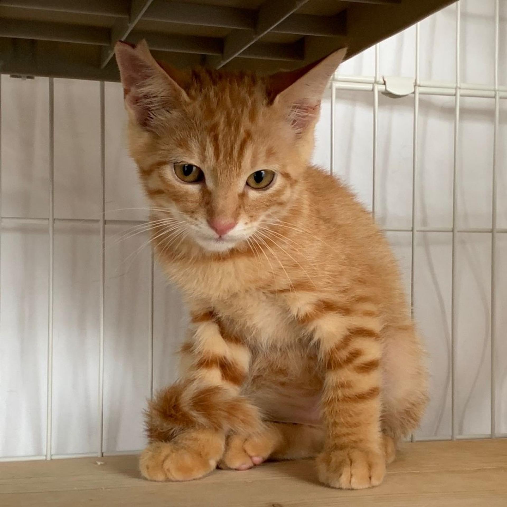 pet-image-4