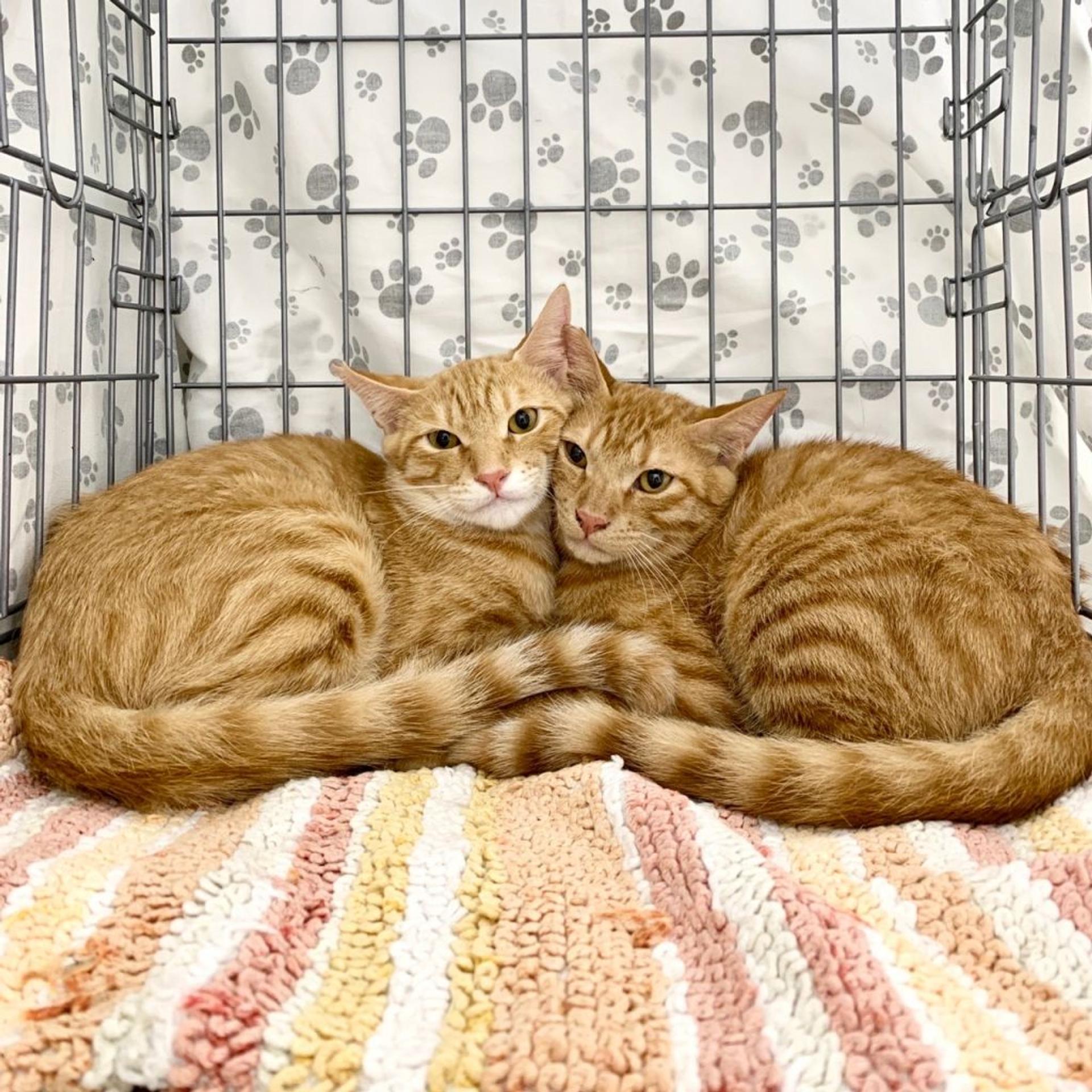 pet-image-5