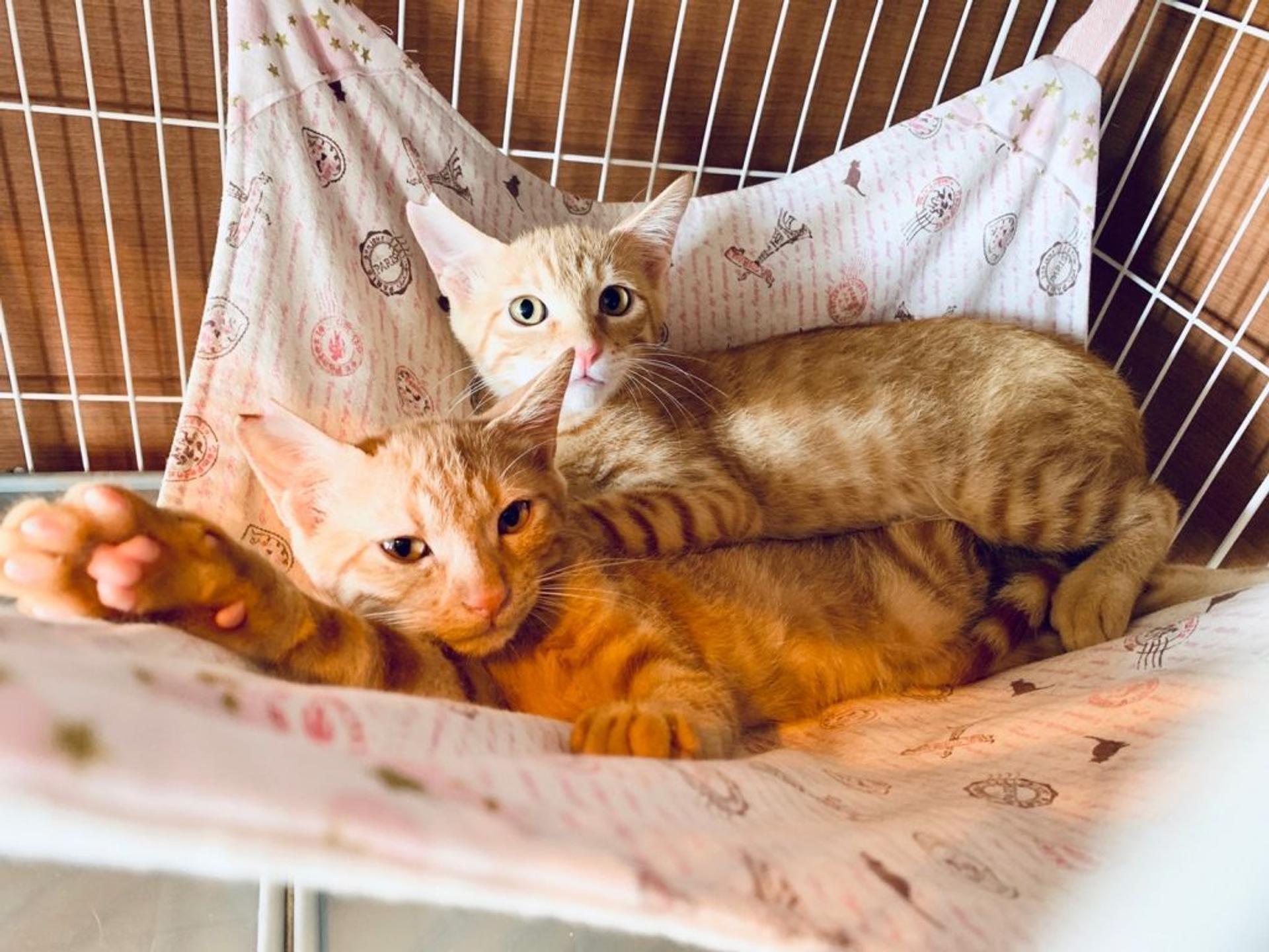 pet-image-8