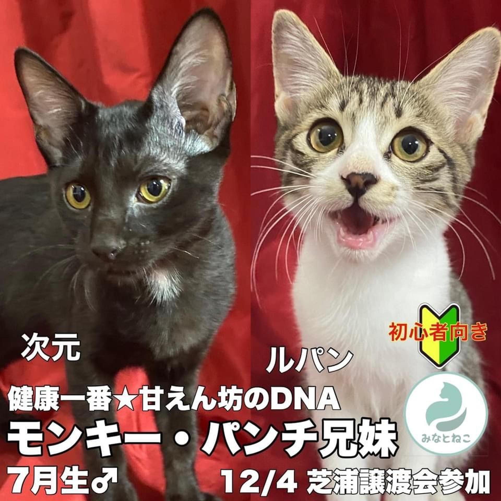 pet-image-3