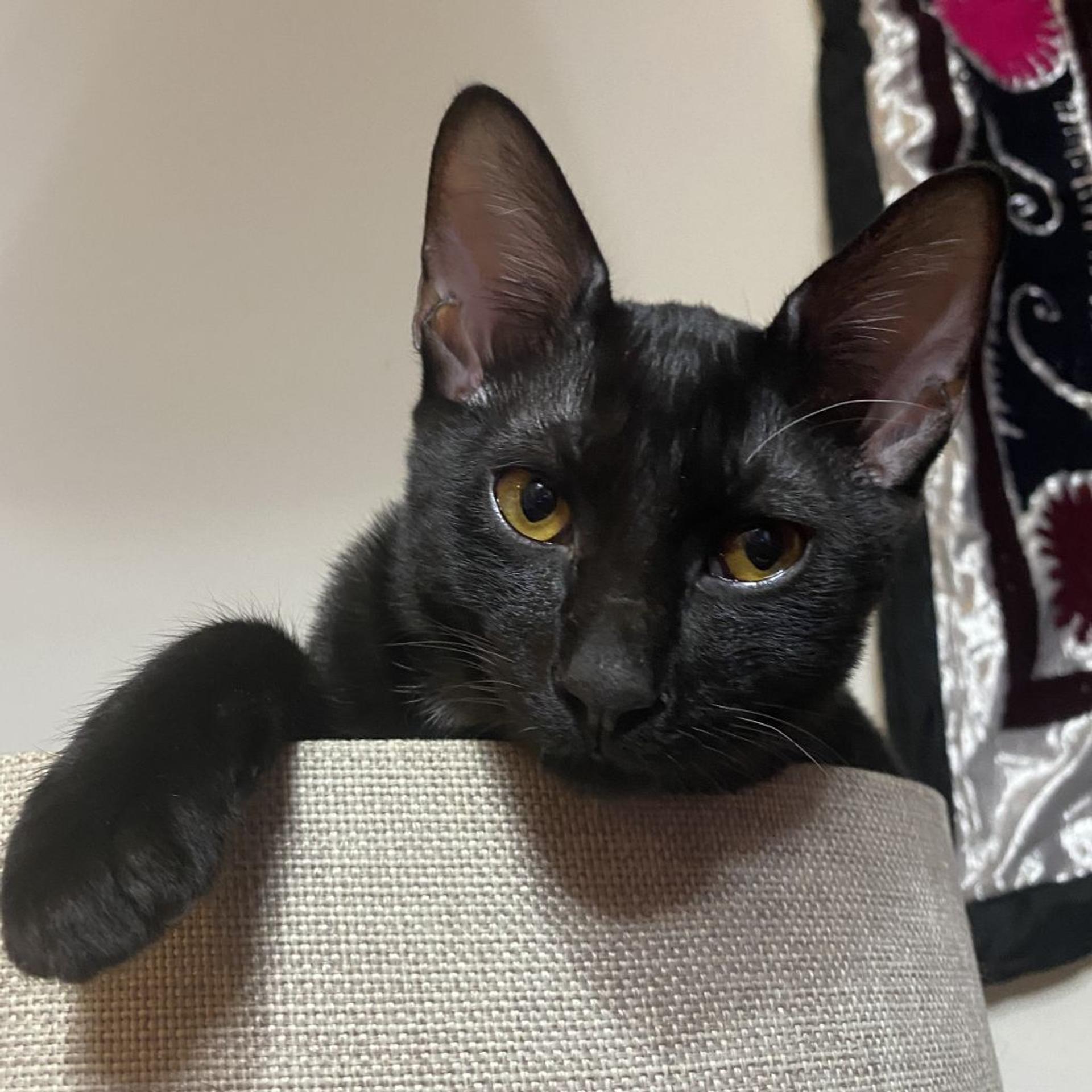 pet-image-5