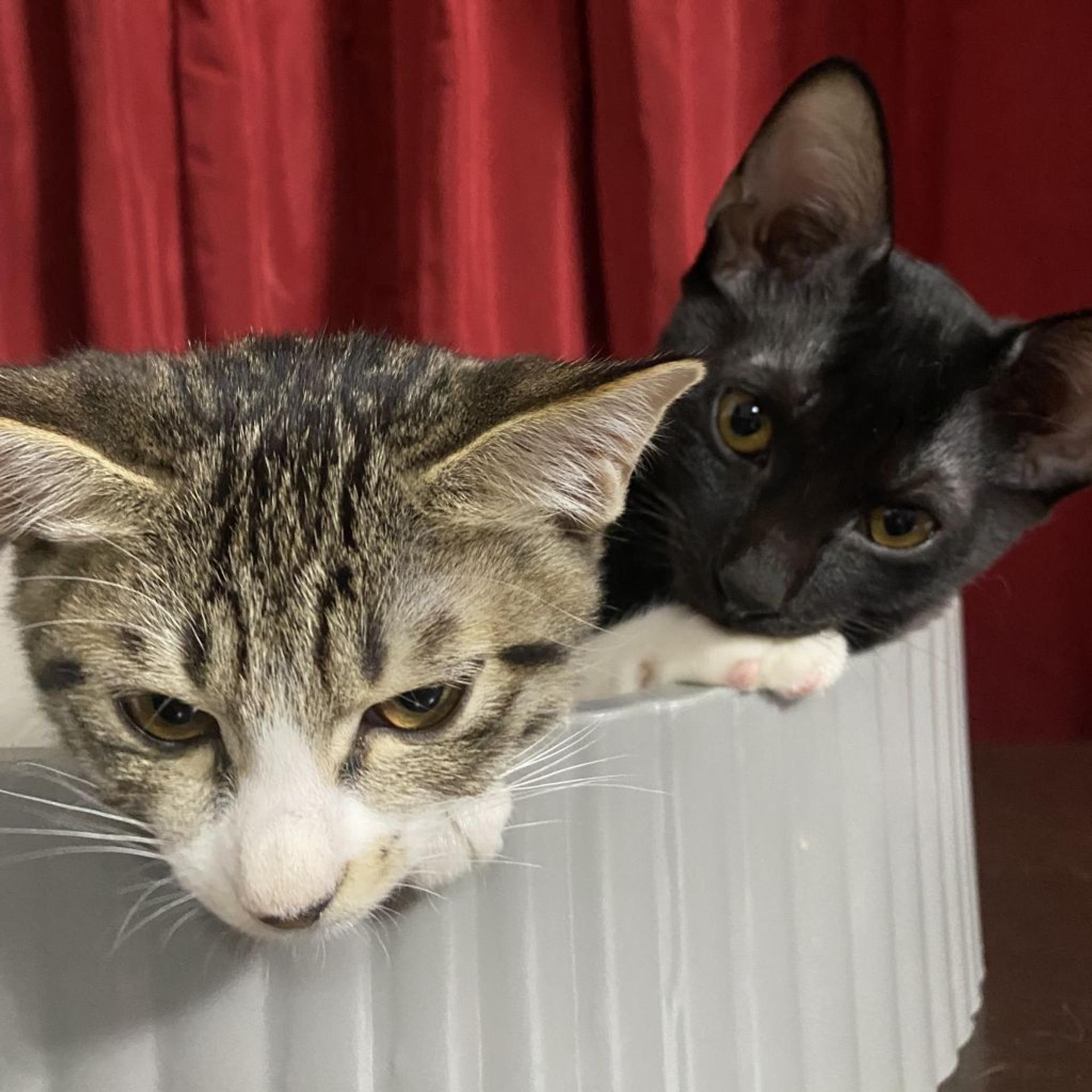 pet-image-6