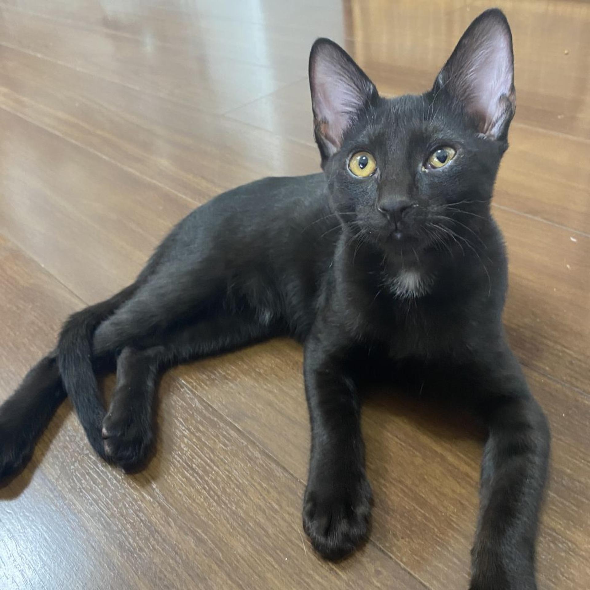 pet-image-8