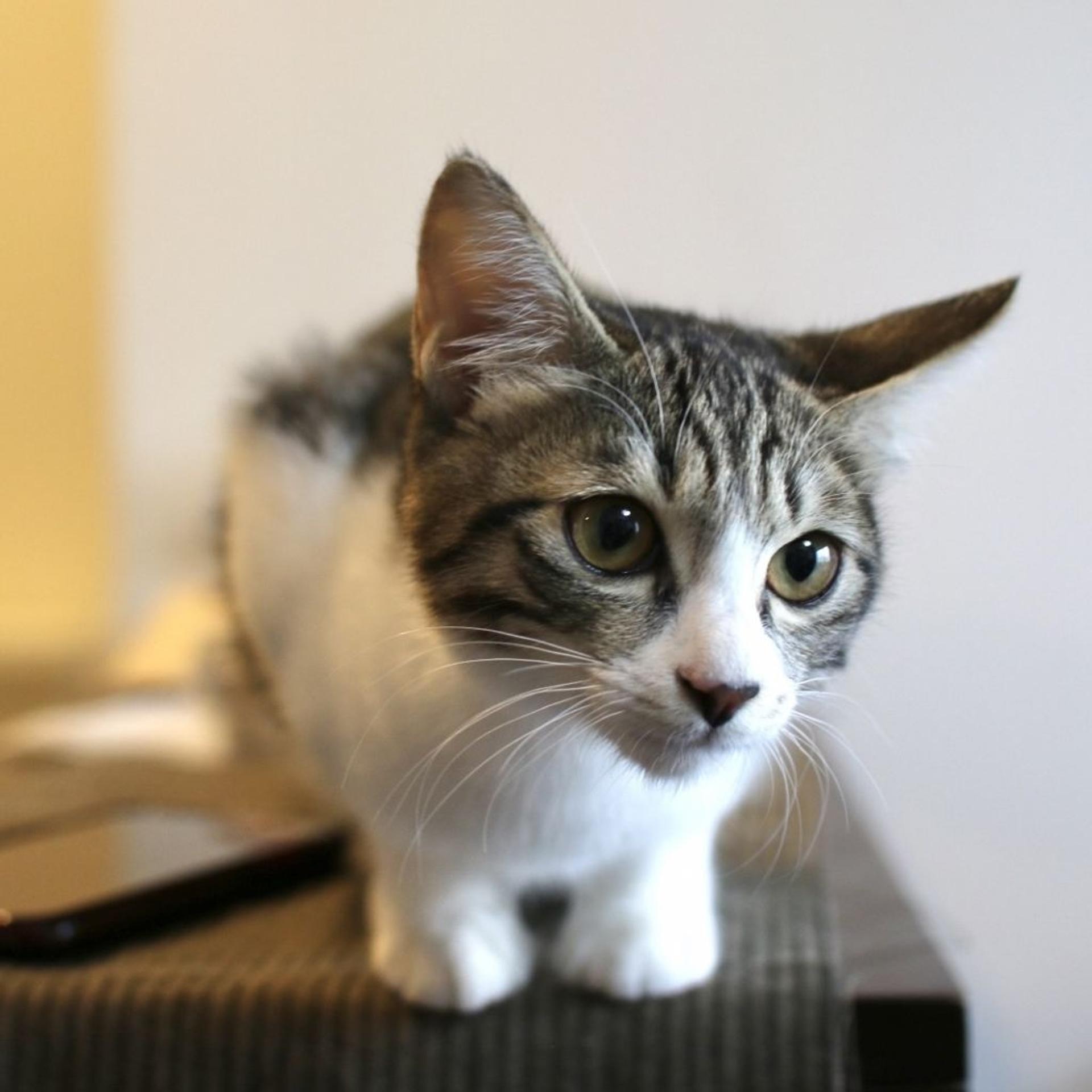 pet-image-9