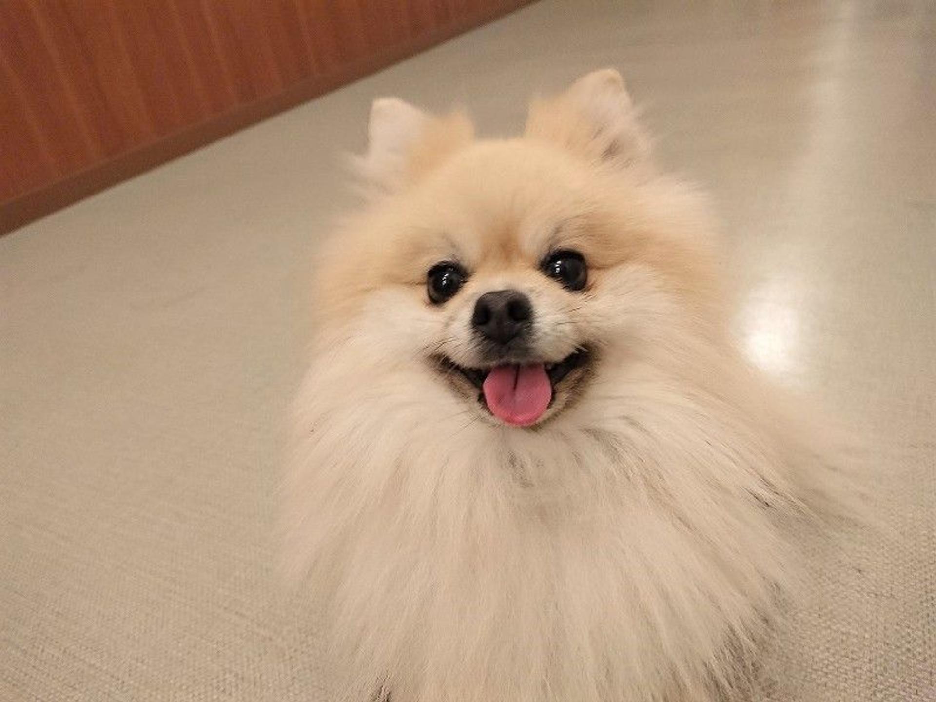 pet-image-2