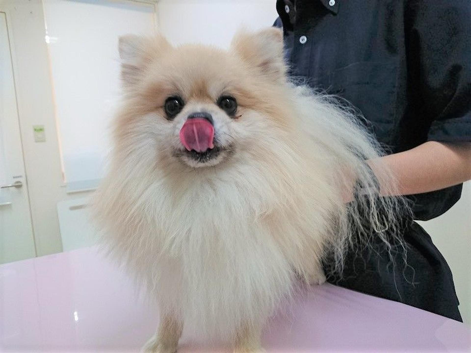 pet-image-4