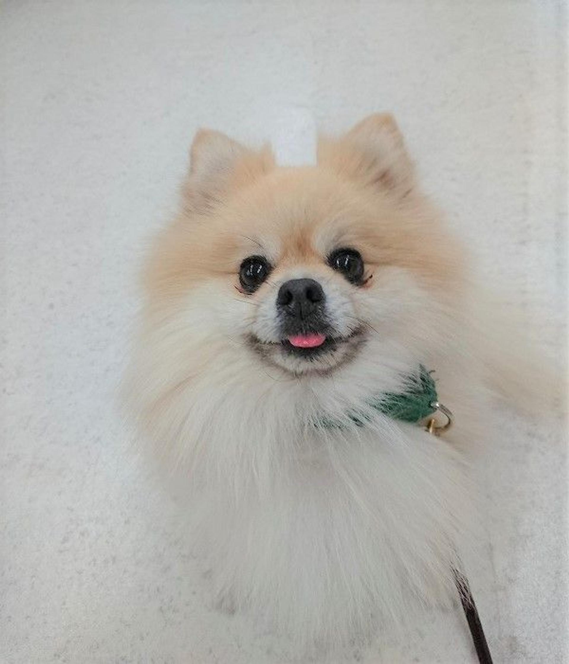 pet-image-5
