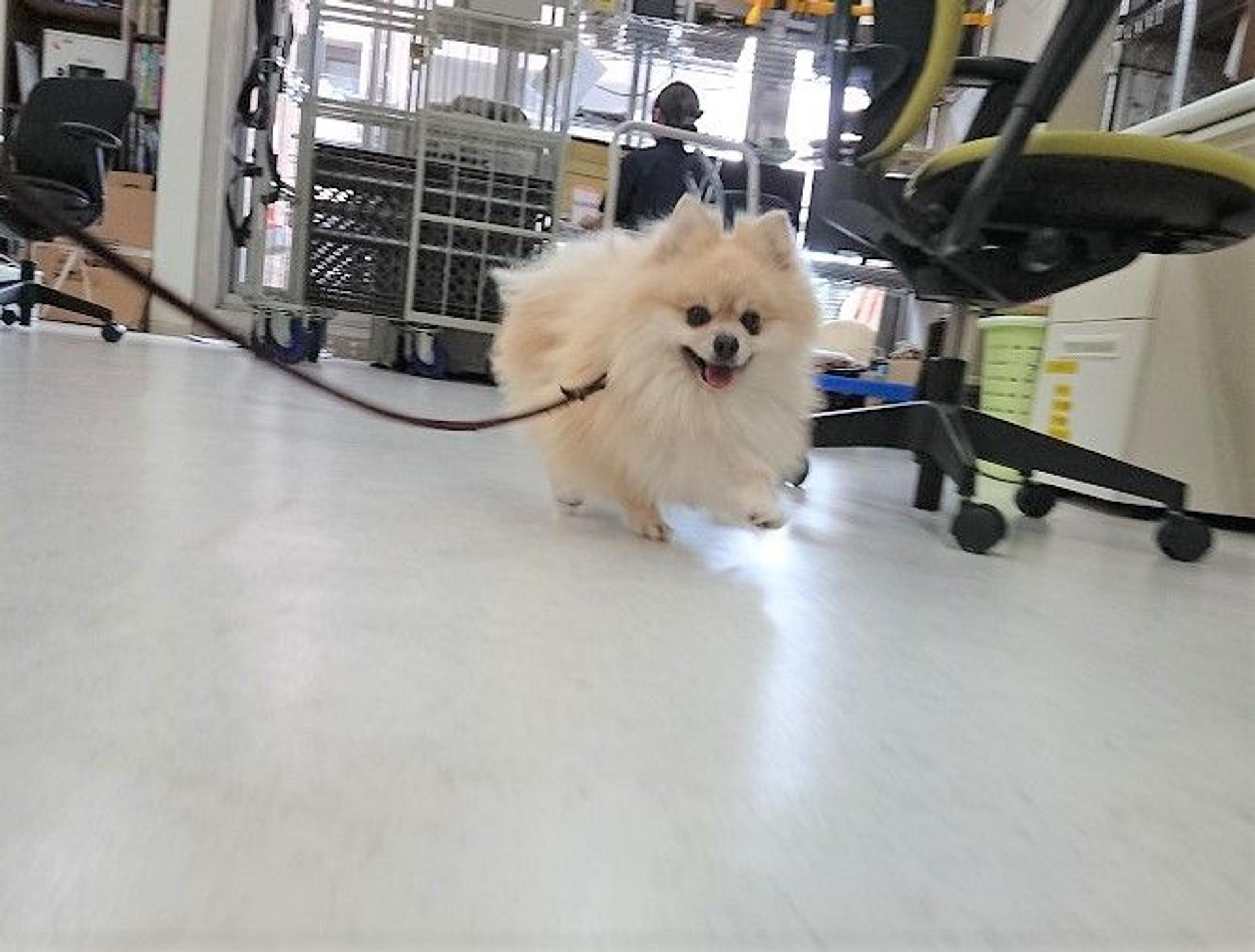 pet-image-6