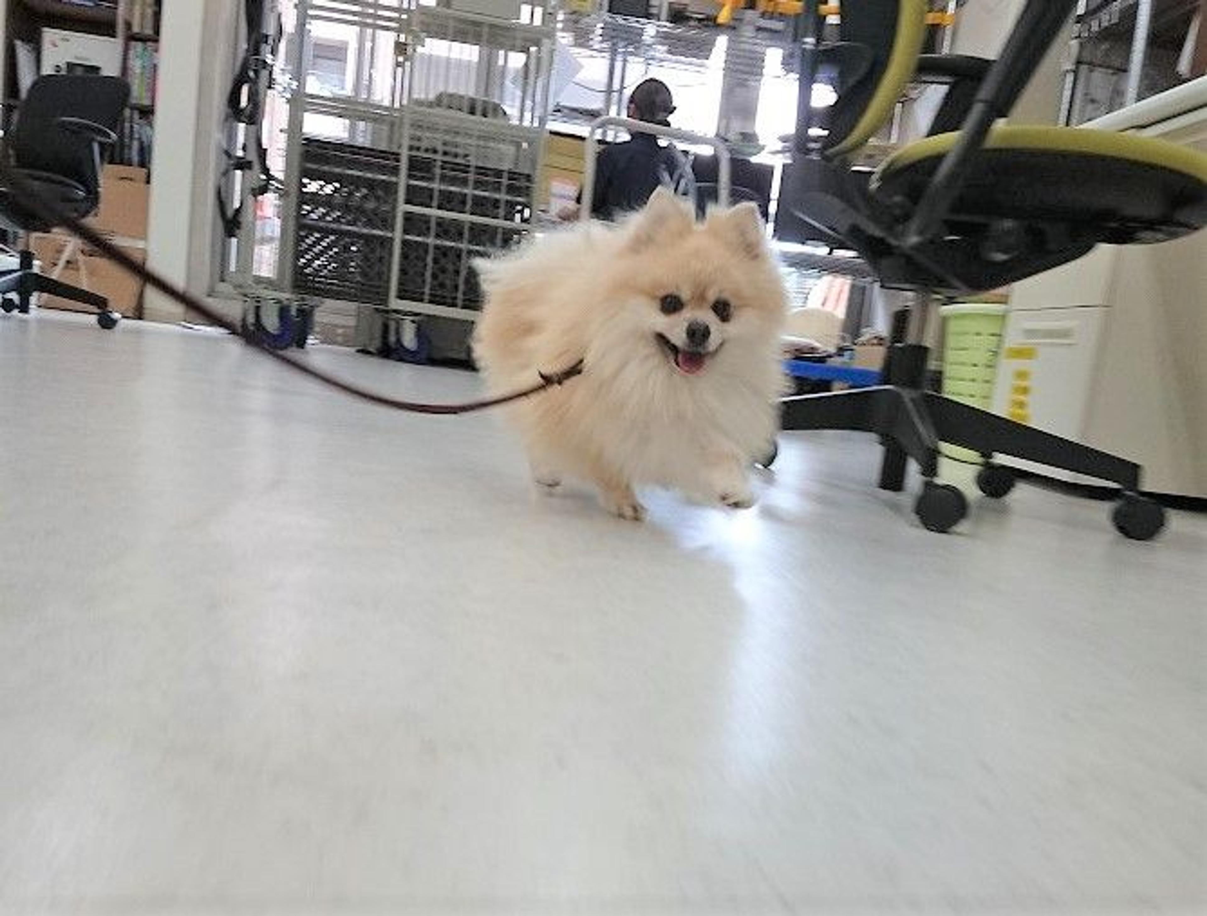pet-image-6