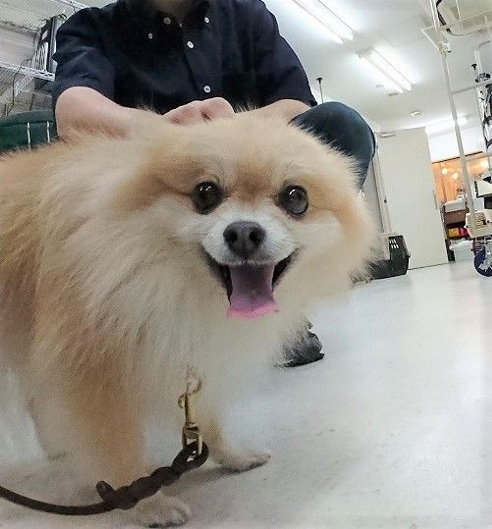 pet-image-2