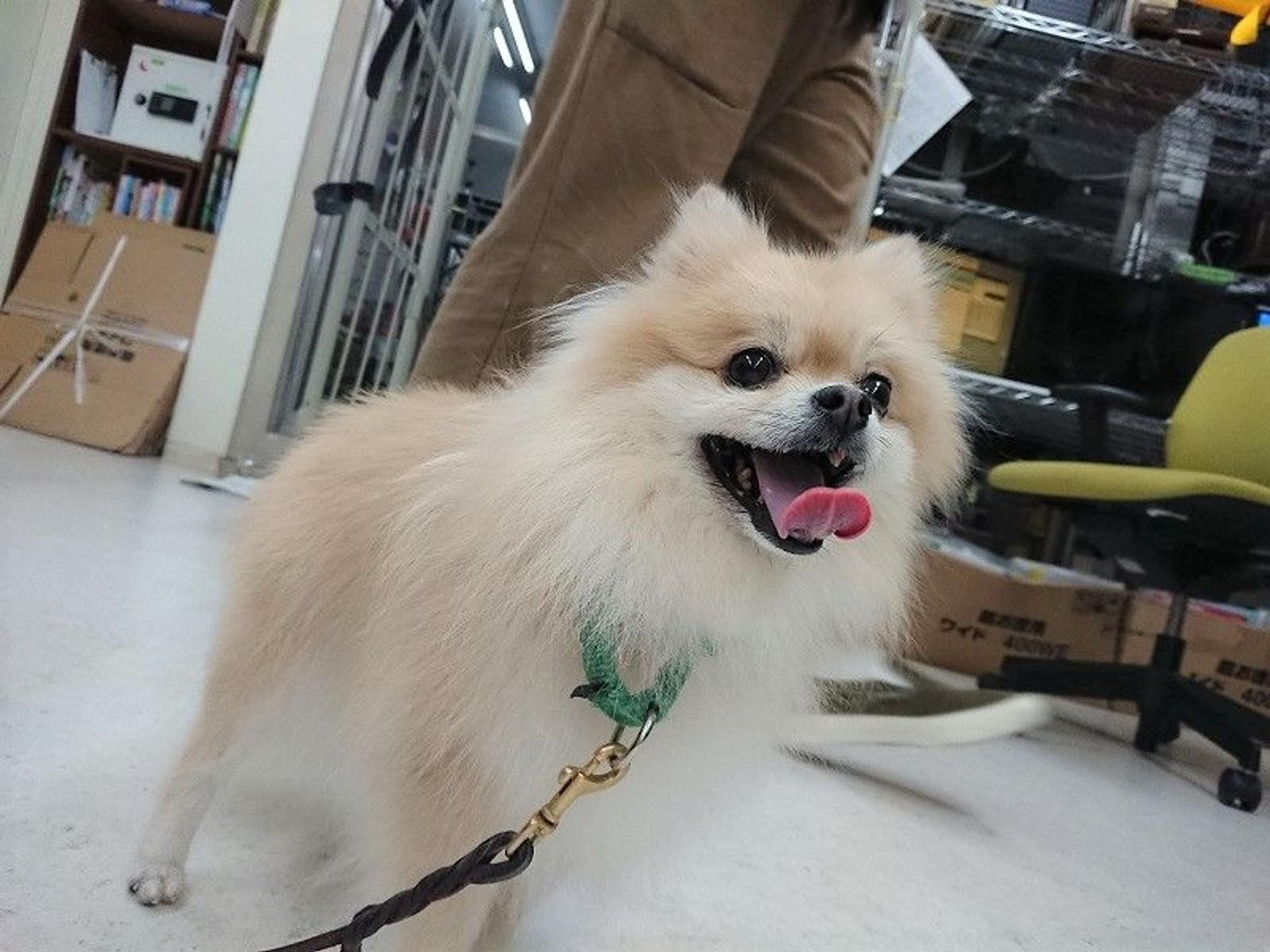 pet-image-3