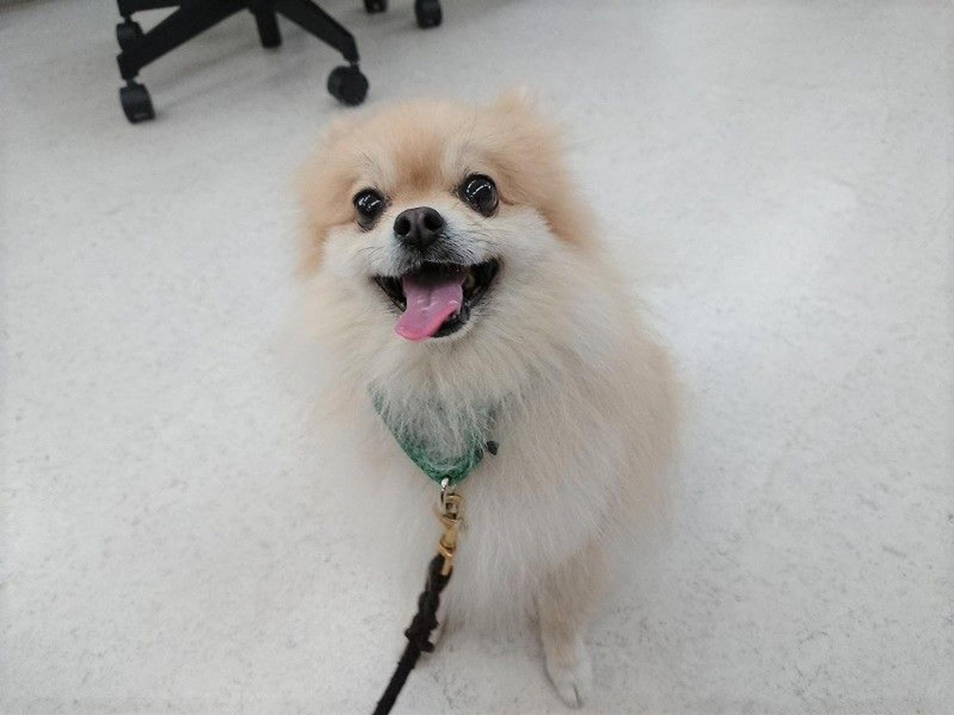 pet-image-4