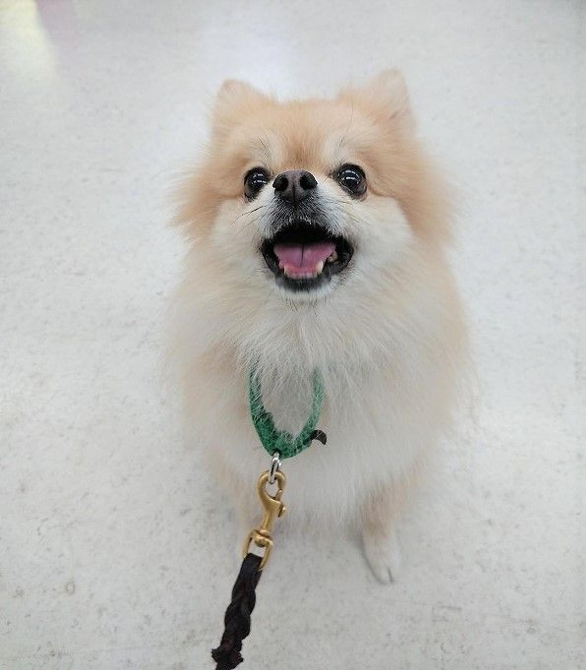 pet-image-5