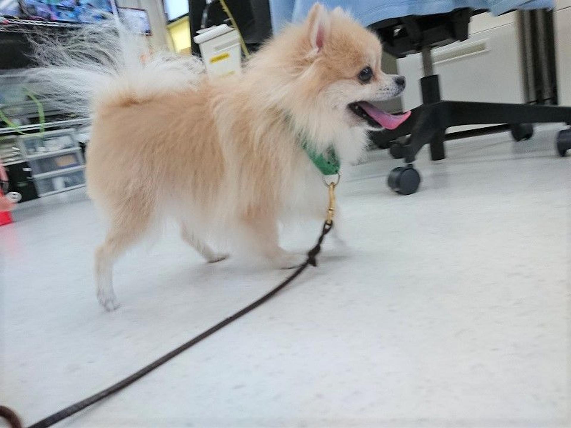 pet-image-6